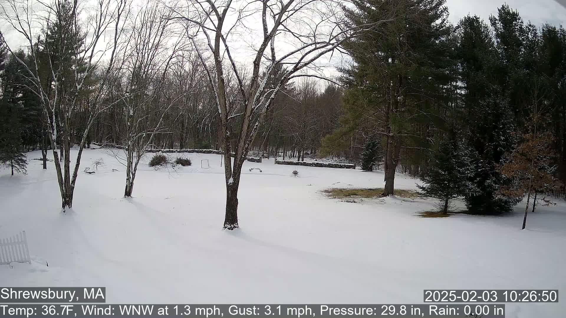 A snow-covered yard with bare deciduous trees and evergreen trees in the background, under a cloudy sky.