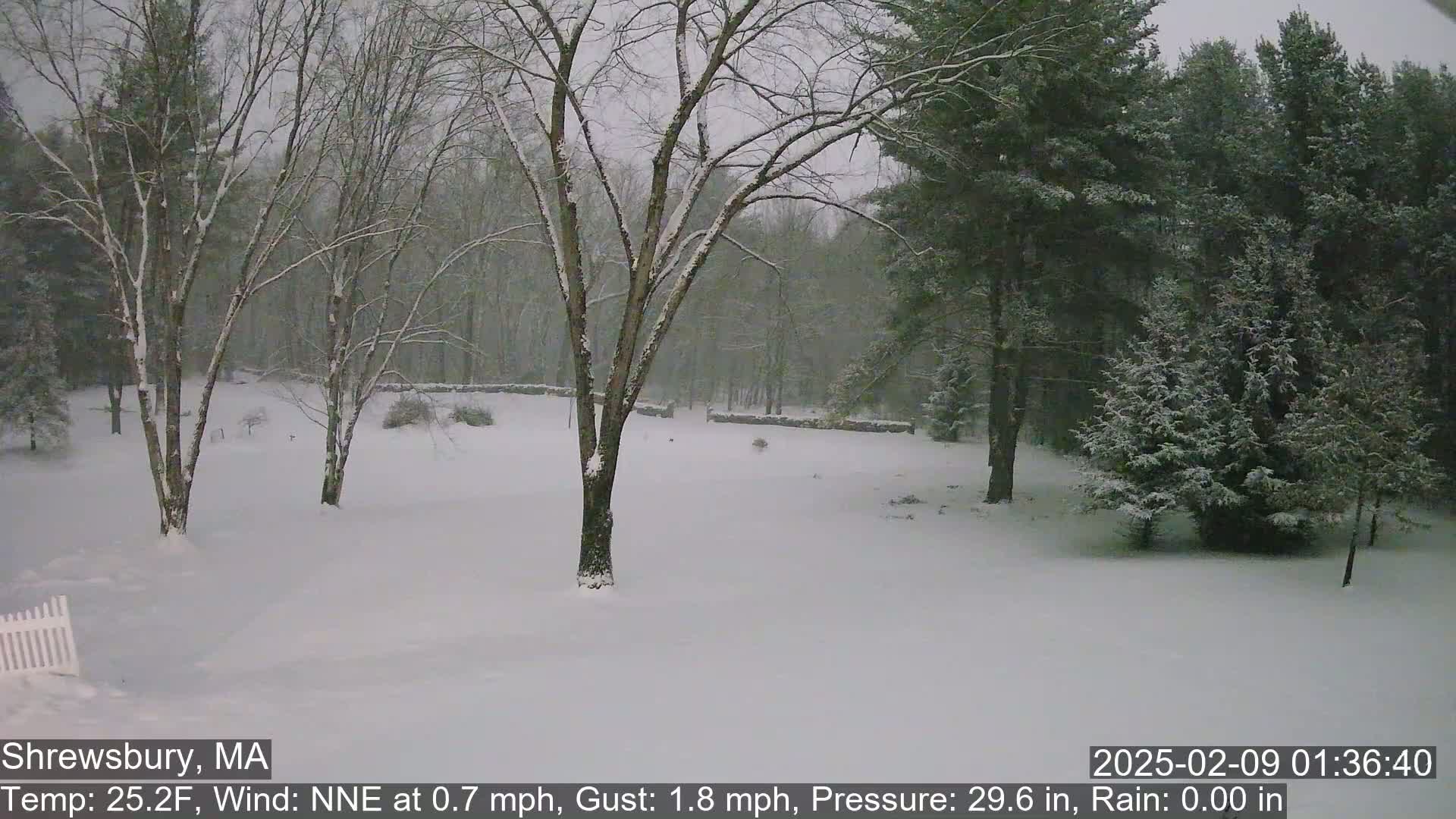 A snow-covered landscape shows bare deciduous trees and evergreen trees under a gray sky during a light snowfall.