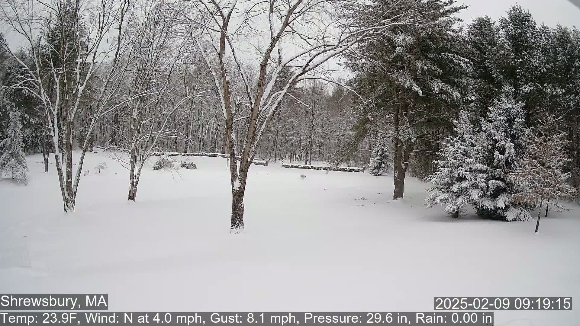 A snow-covered yard with leafless trees and evergreens is visible under a gray sky.