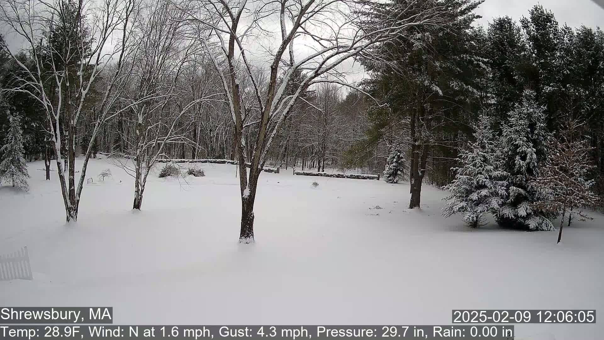 A snow-covered yard with leafless trees and evergreens in a wooded area, under a cloudy sky.