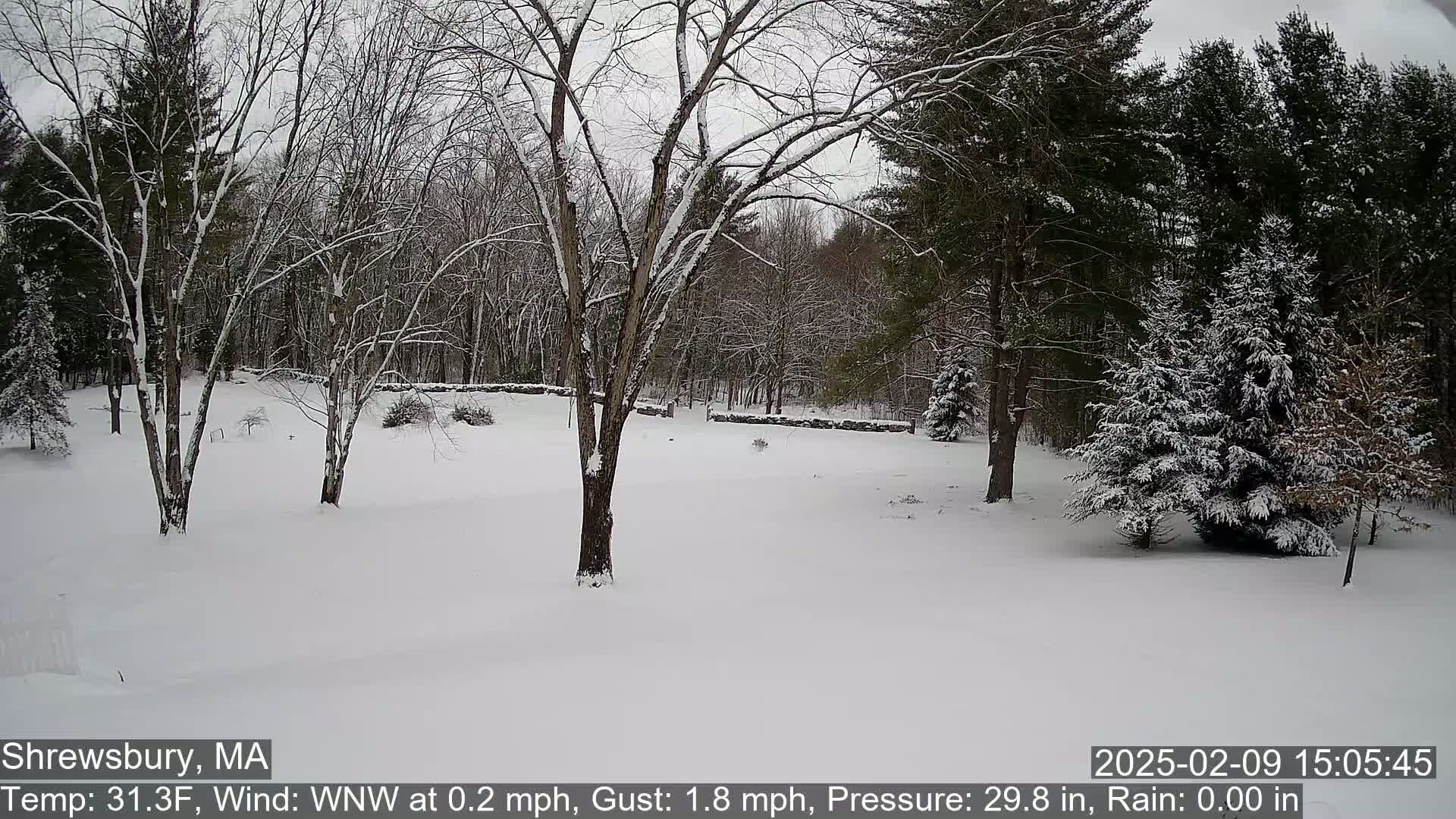 A snow-covered yard with bare deciduous trees and evergreen trees in the background under an overcast sky.