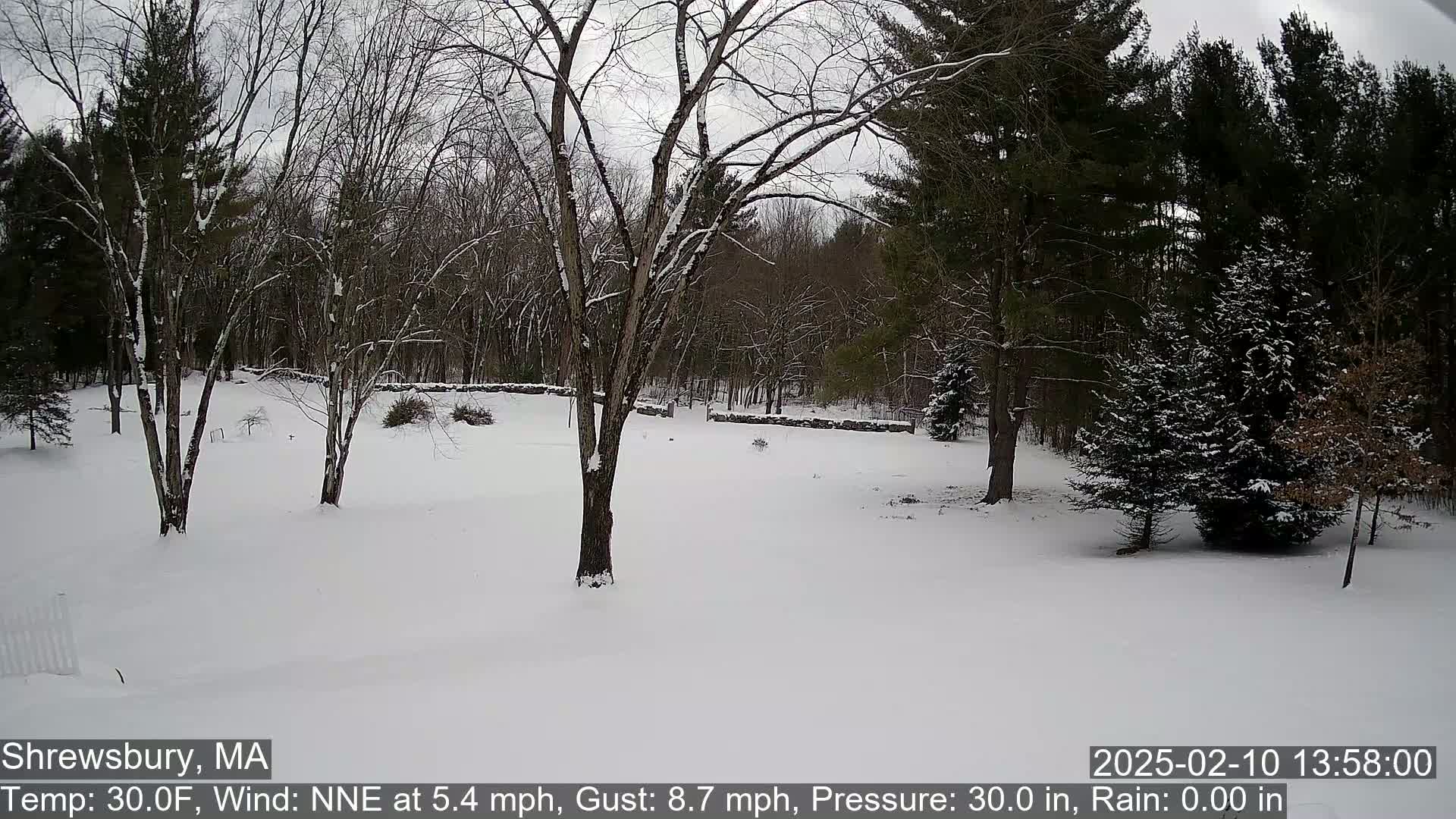 A snow-covered yard with leafless trees and evergreens surrounds a stone wall under an overcast sky.