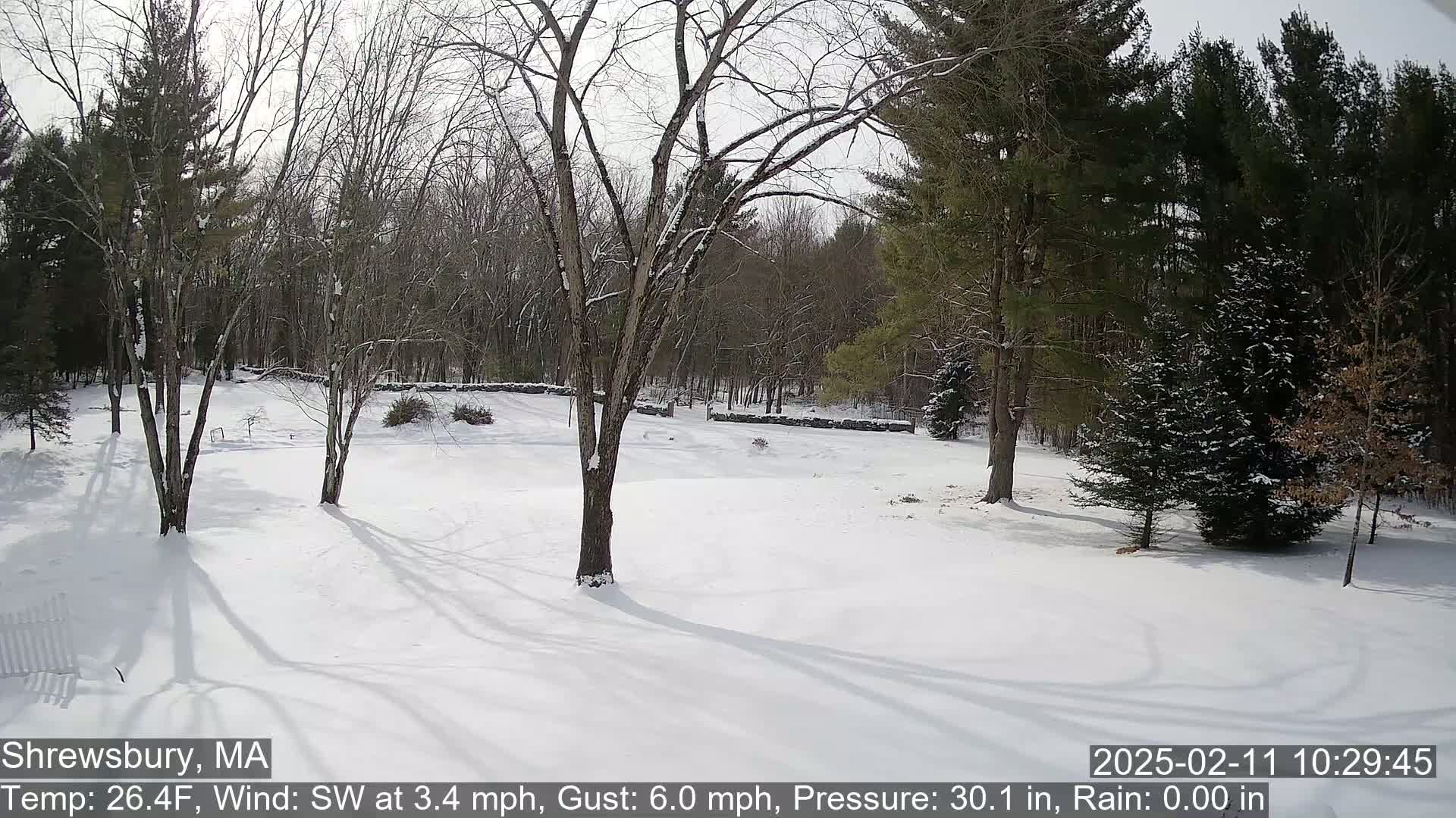 A snow-covered yard with bare deciduous trees and evergreens in the background under a partly sunny sky.