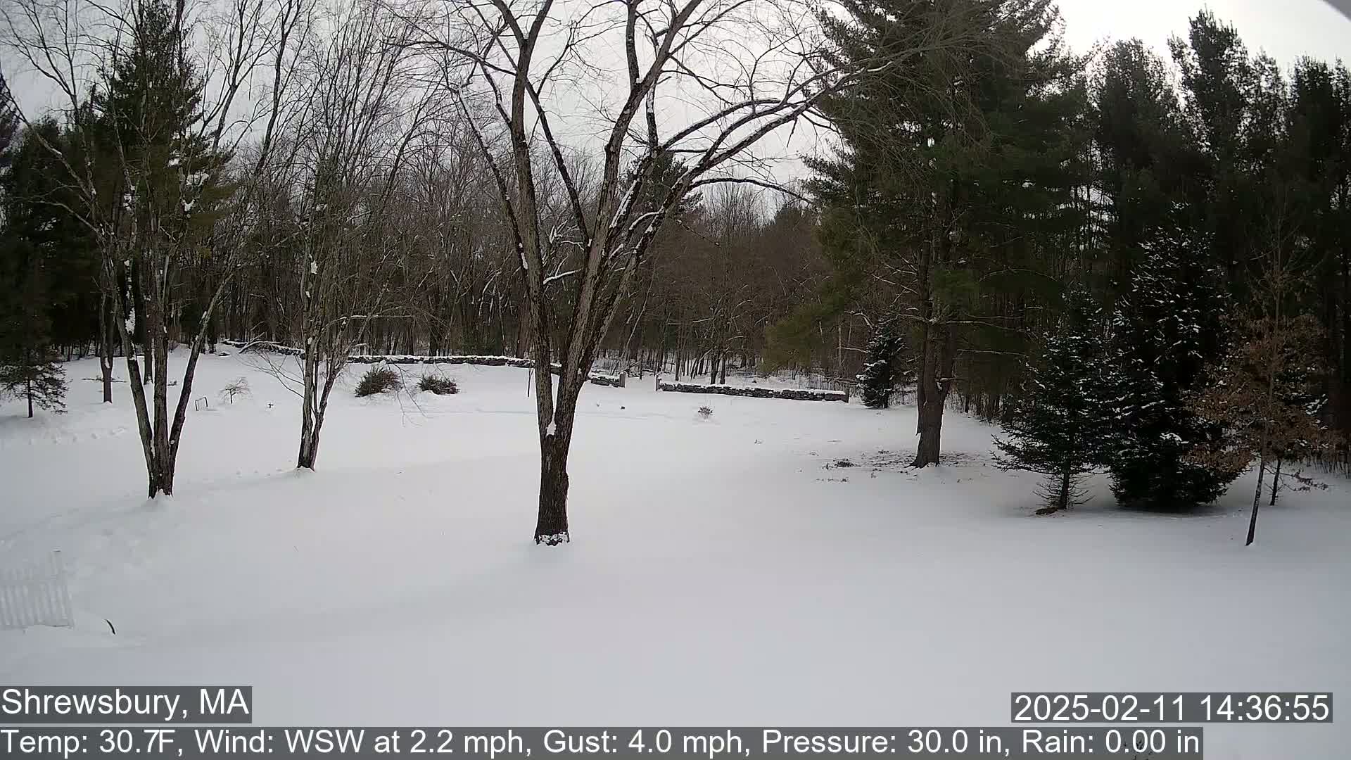 Scenic Pond and Trees Live Cam - Shrewsbury, Massachusetts , USA