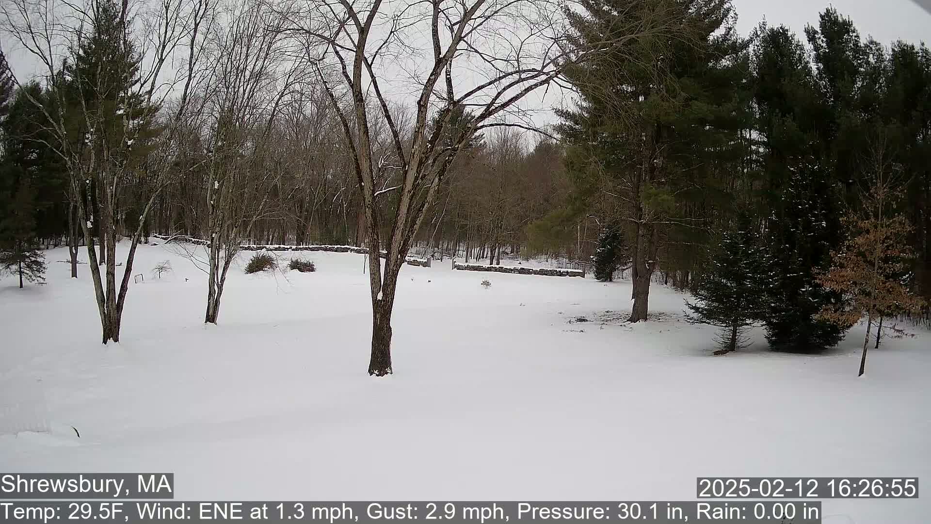 A snow-covered yard is surrounded by leafless trees and evergreen trees under a cloudy sky.