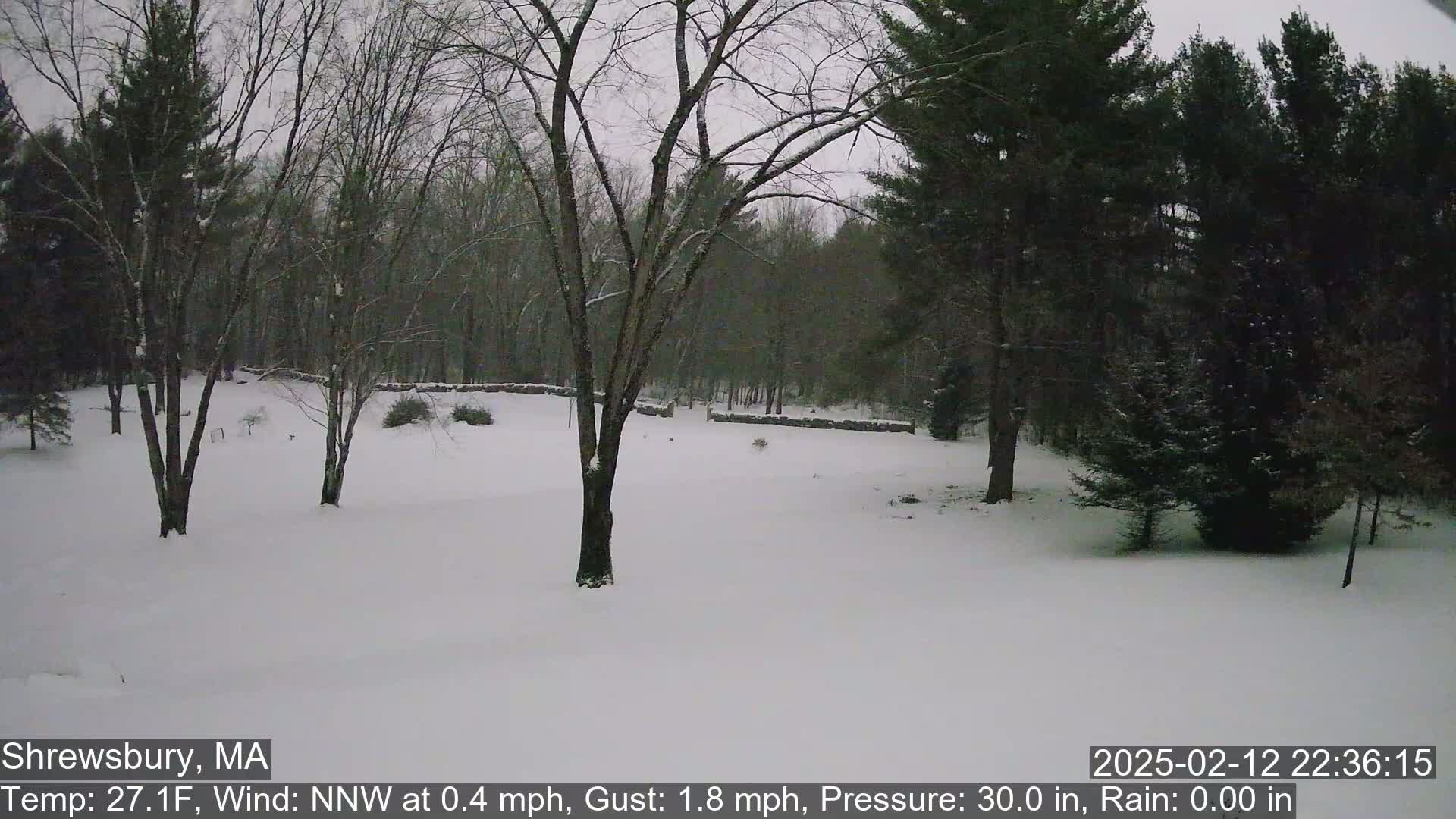 A snow-covered yard with bare deciduous trees and evergreen trees in the background during a light snowfall.