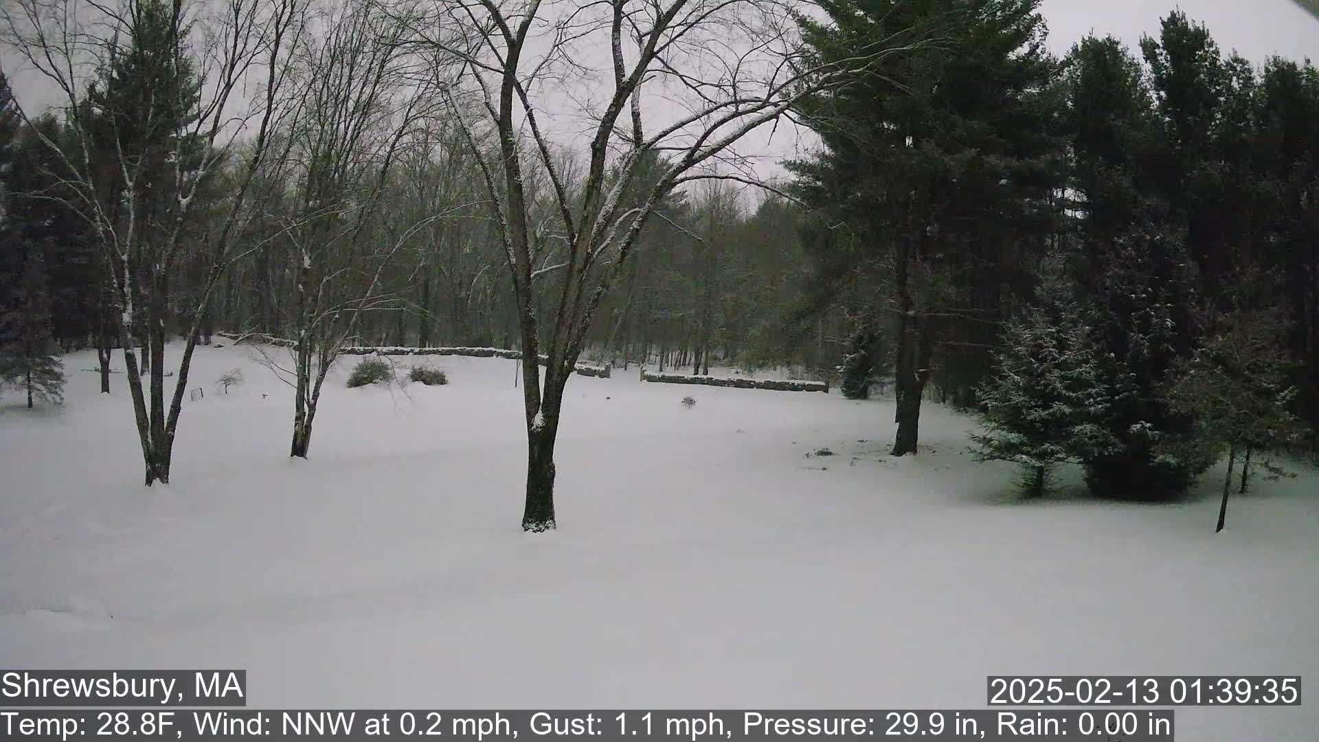 A snow-covered yard with leafless trees and evergreen trees in the background under an overcast sky.