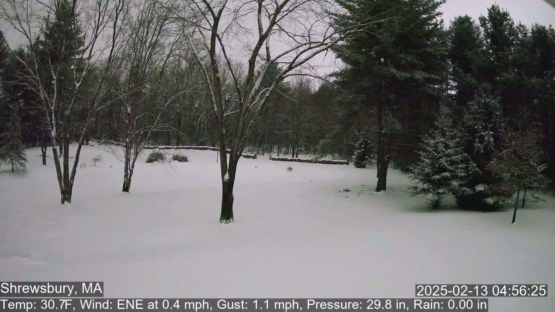A snow-covered yard with leafless trees and evergreen trees in the background under an overcast sky.