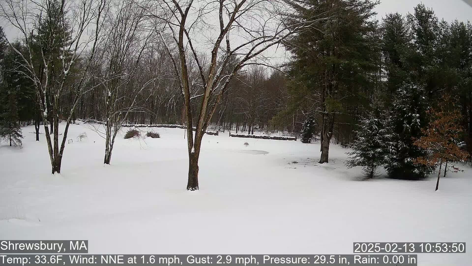 A snow-covered yard with leafless trees and evergreens in the background, under a cloudy sky.