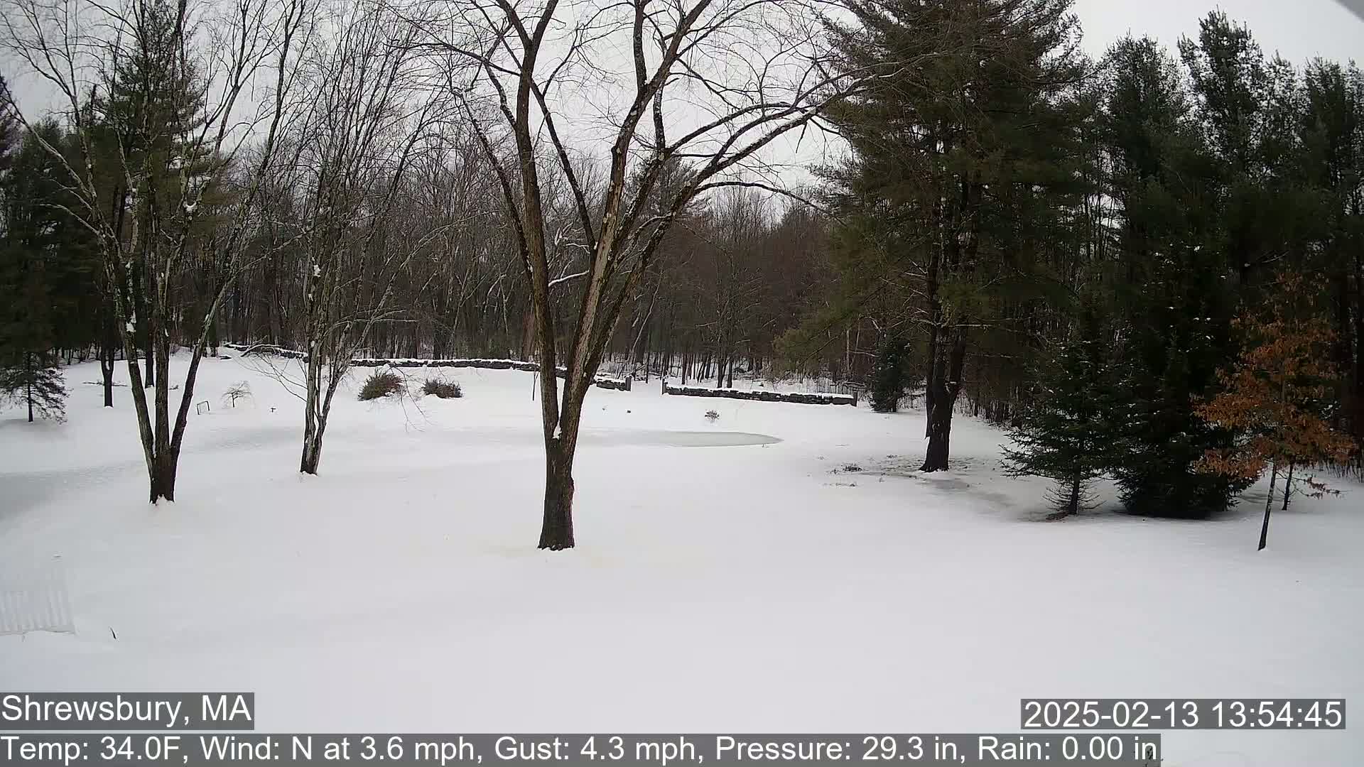 Scenic Pond and Trees Live Cam - Shrewsbury, Massachusetts , USA