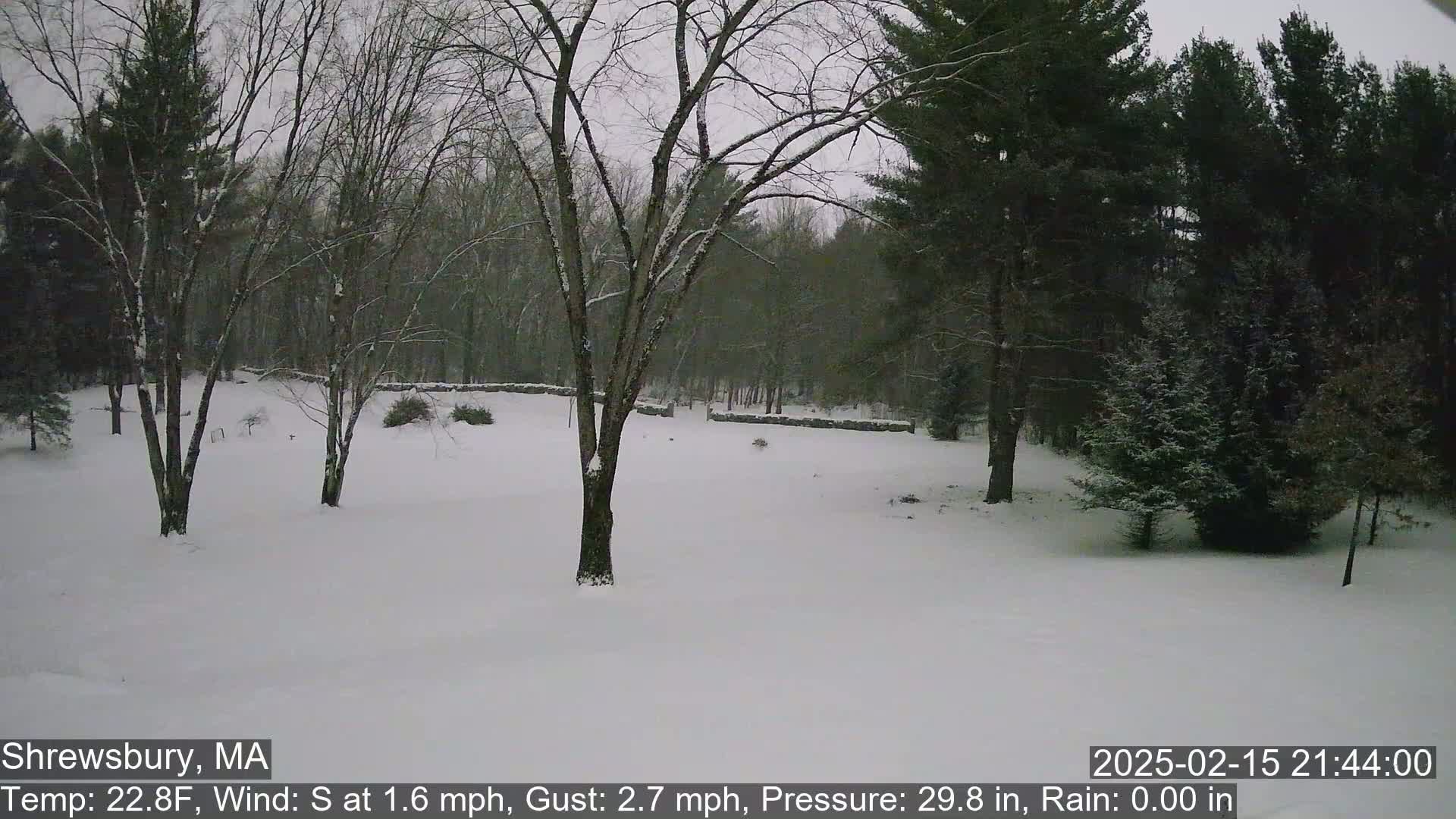A snow-covered yard with bare deciduous trees and evergreen trees in the background under an overcast sky.
