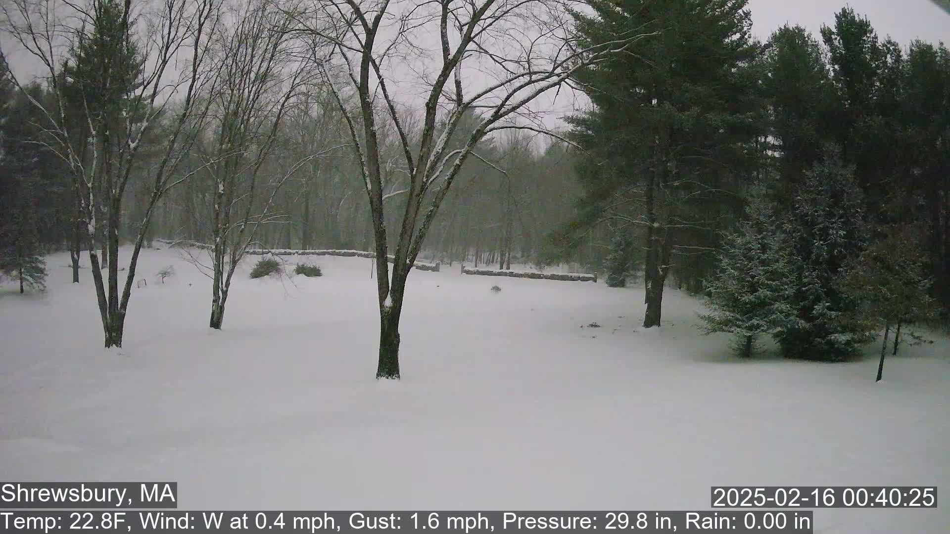 Snow-covered ground and leafless trees are visible in a lightly snowing scene.