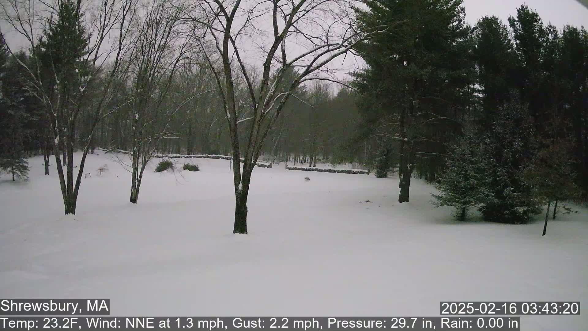 A snow-covered yard surrounded by bare and evergreen trees under an overcast sky.