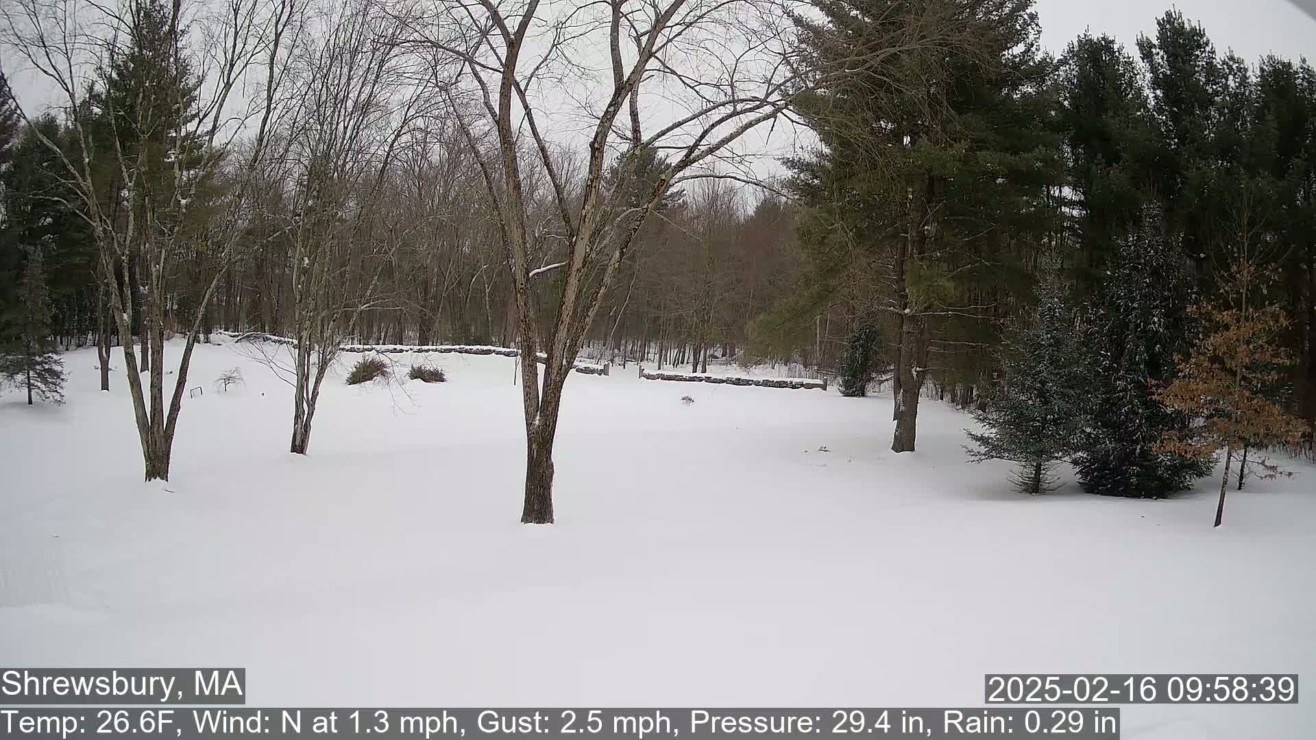 A snow-covered yard with bare deciduous trees and evergreen trees in the background under an overcast sky.