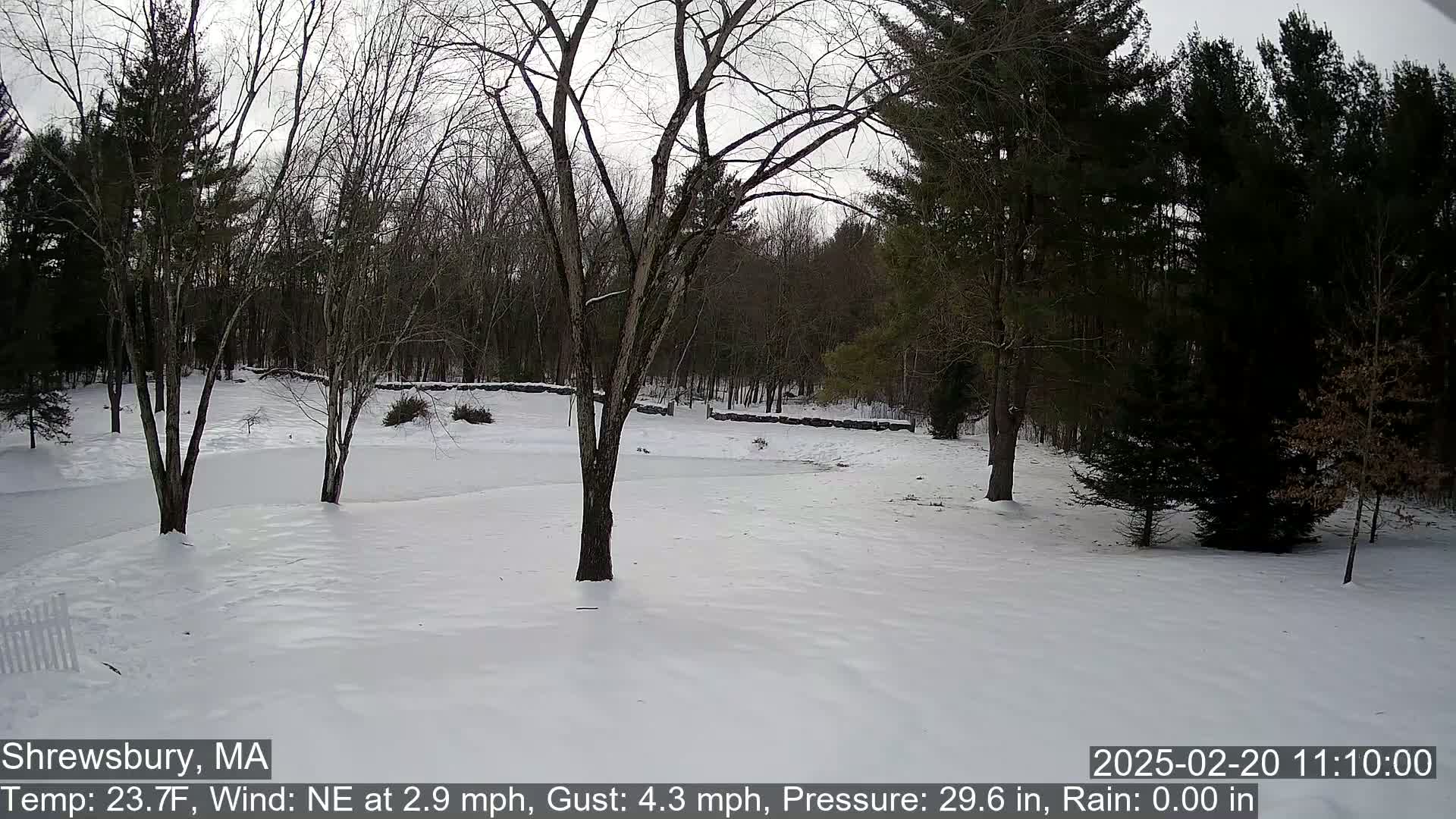 A snow-covered yard with bare trees and a wooded area in the background under an overcast sky.