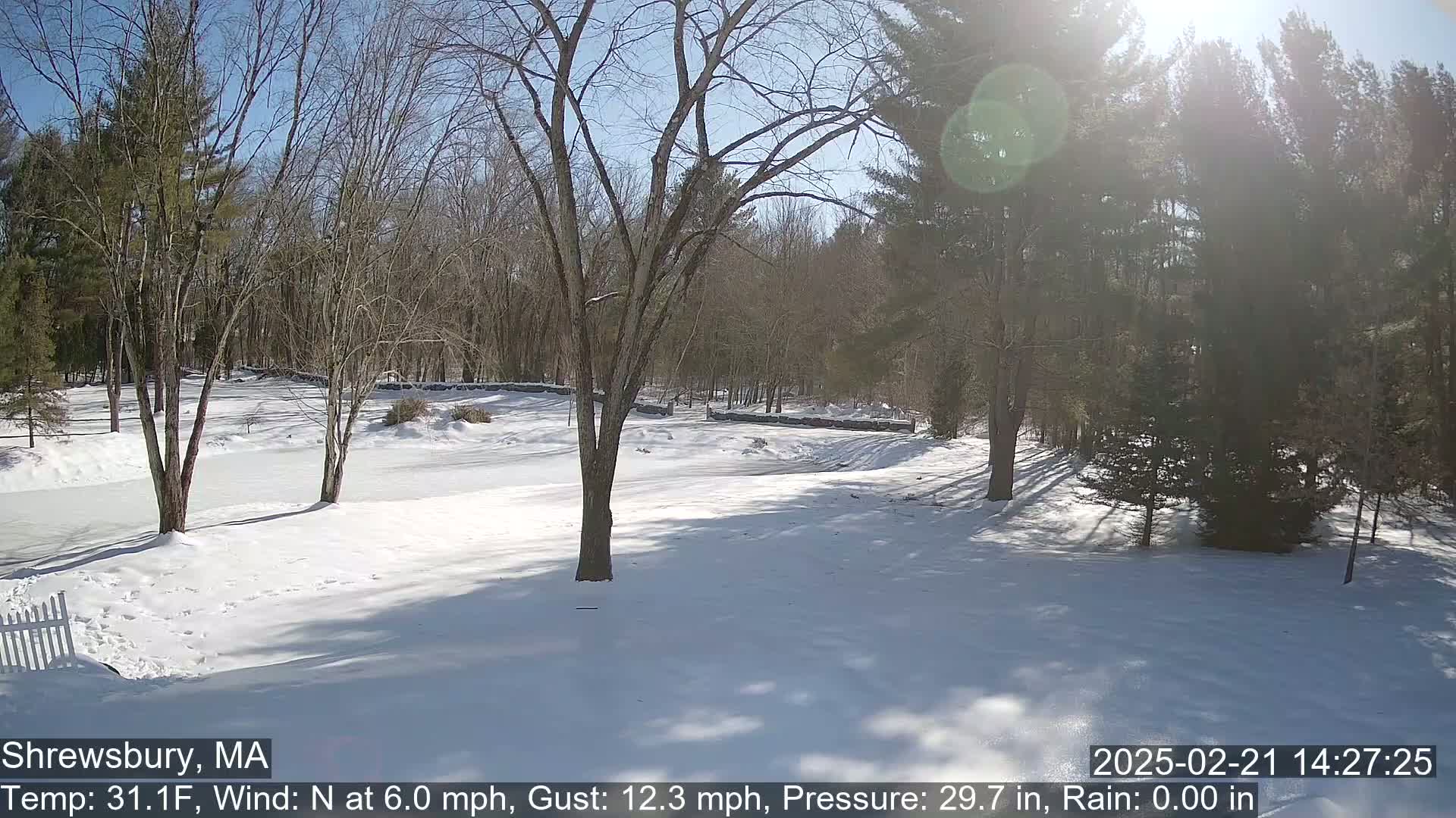 A snow-covered yard with bare deciduous trees and evergreen trees in the background on a sunny day.