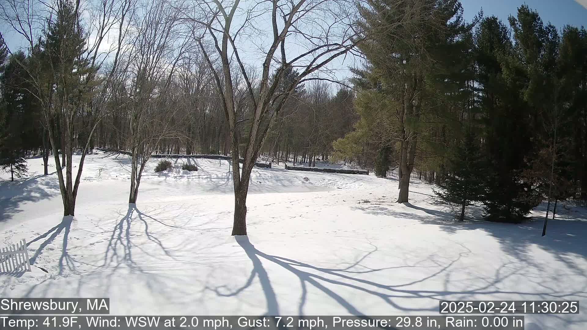 A snow-covered yard with leafless trees and evergreen trees in the background on a sunny day.