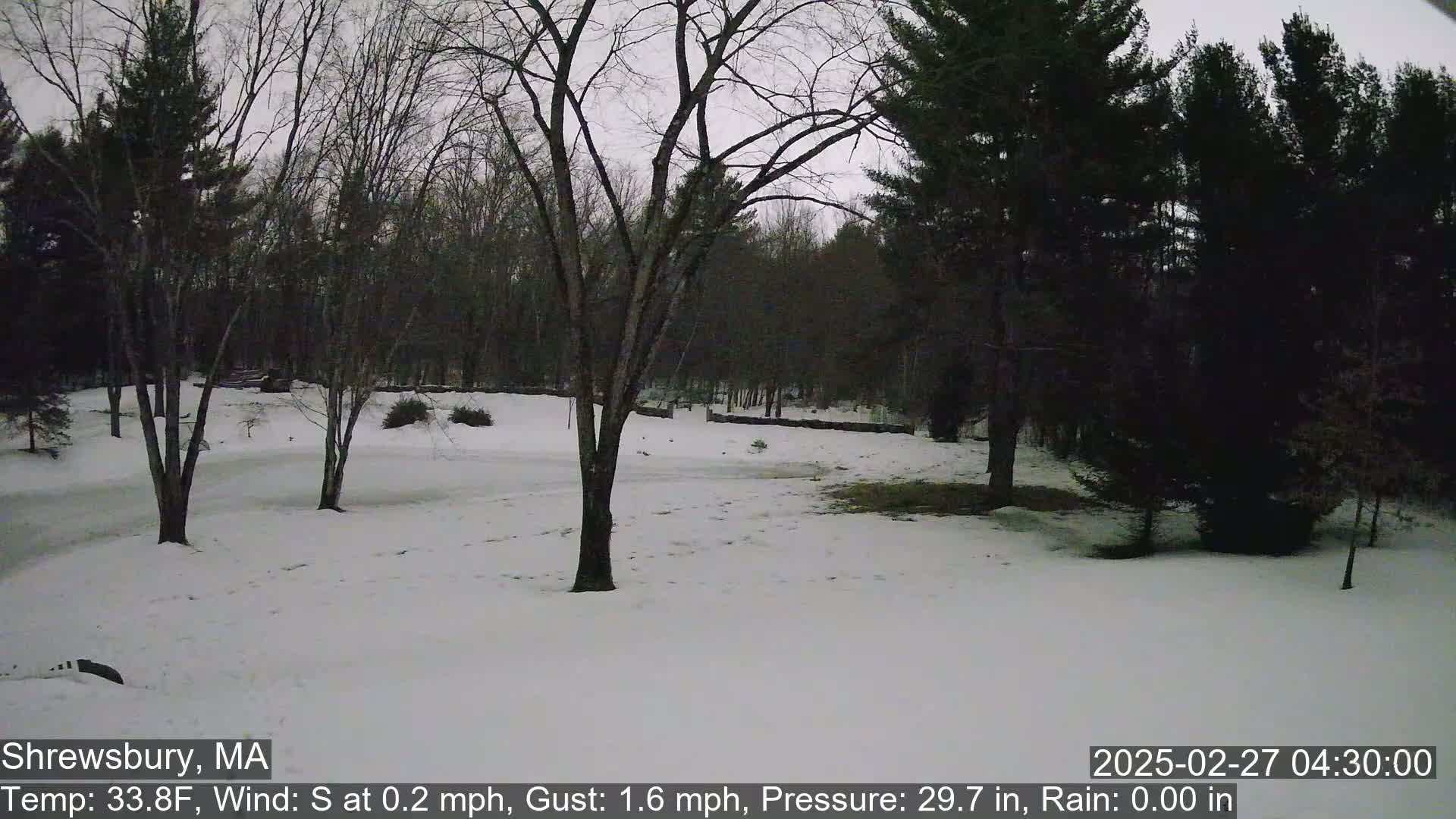 A snow-covered yard with bare trees and evergreens under a dusky sky.