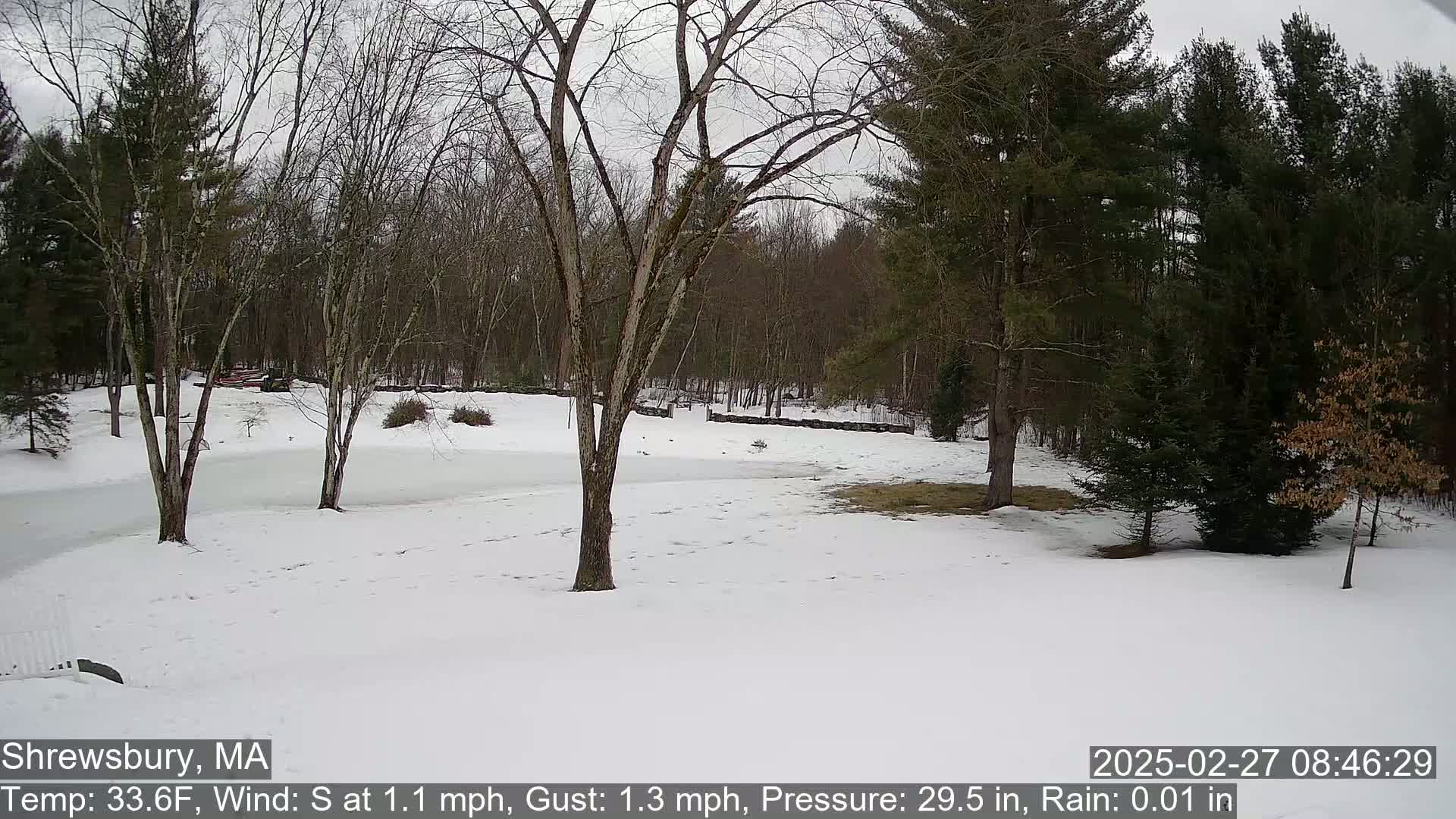 A snow-covered yard with leafless trees and a line of evergreens in the background under an overcast sky.