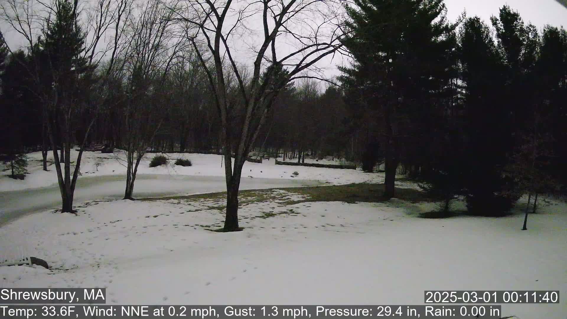 A snow-covered yard surrounded by bare, leafless trees under a gray, overcast sky.
