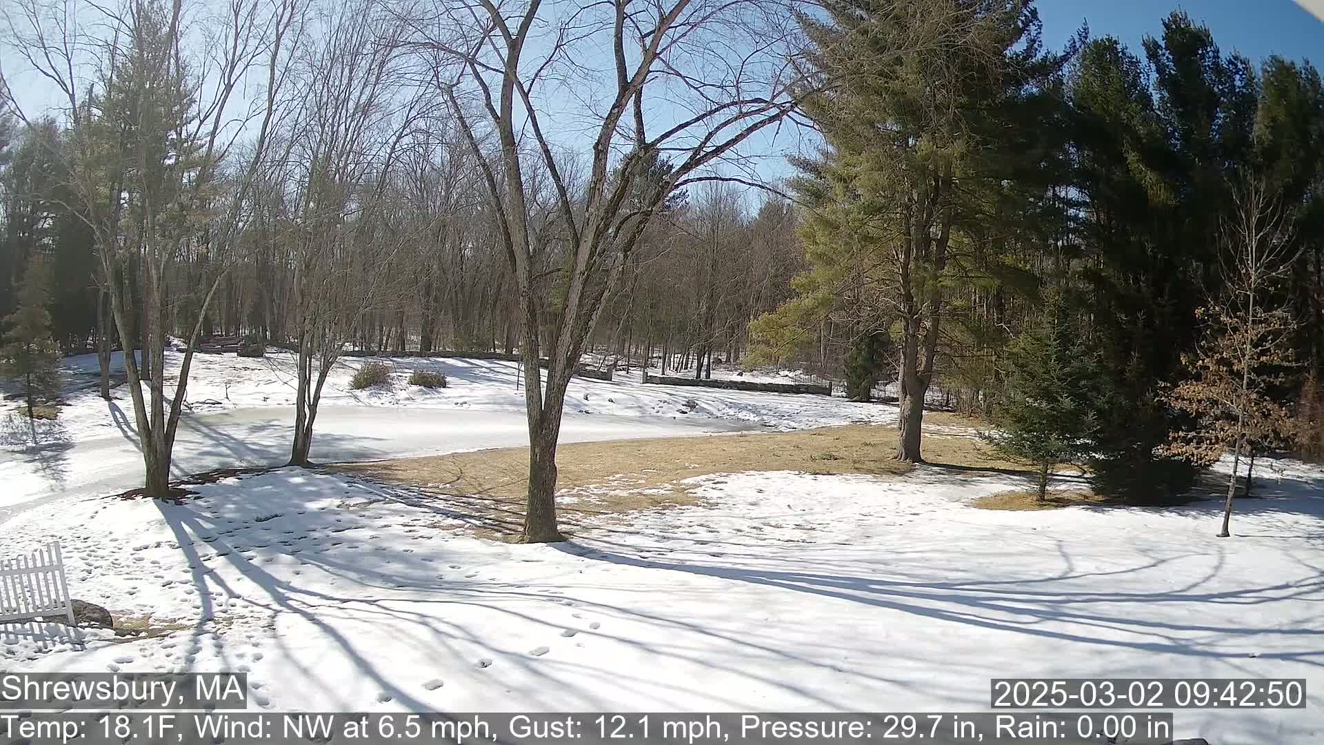A snow-covered yard with leafless trees and evergreens under a sunny sky.