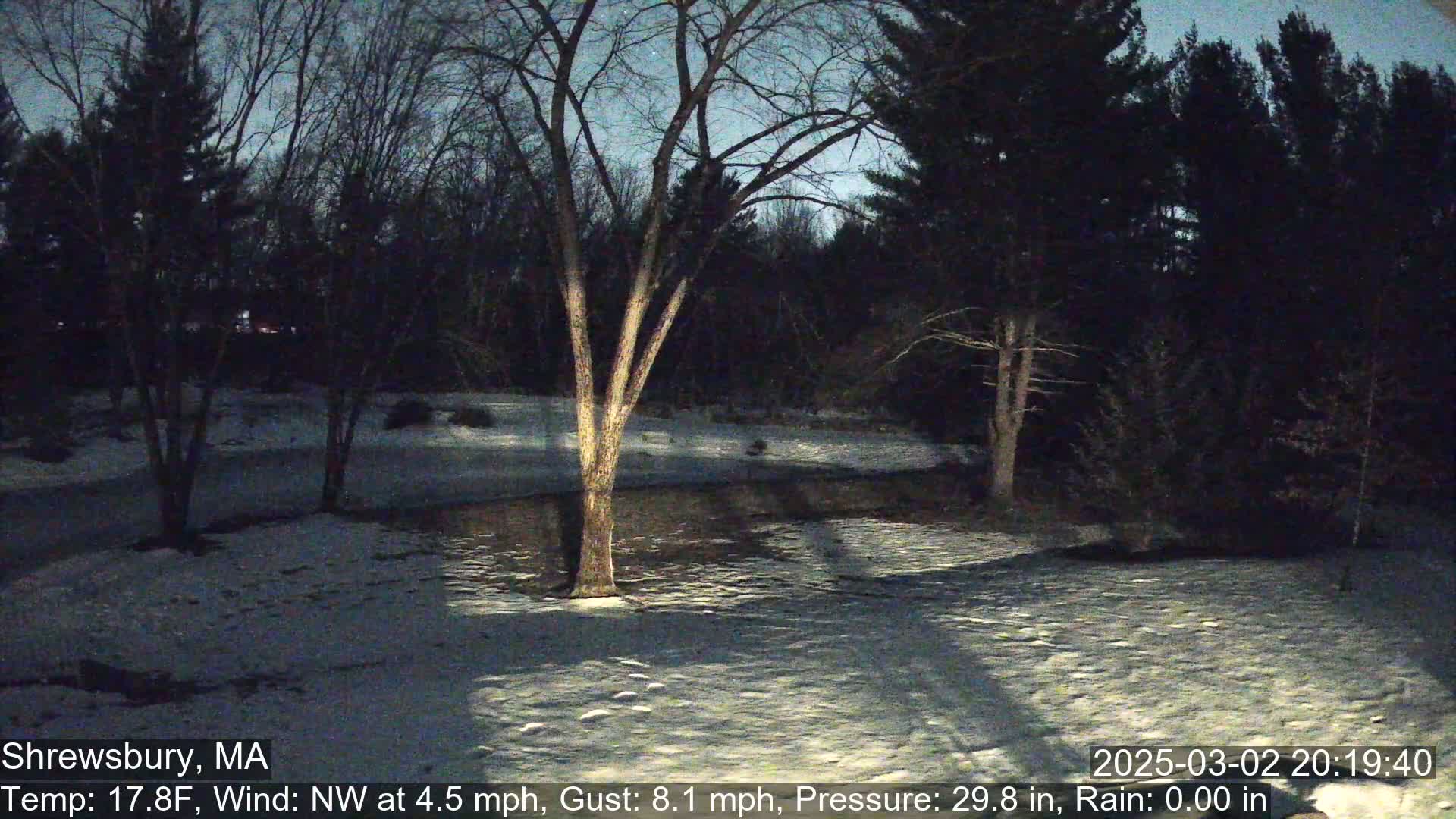 A snow-covered yard at night, illuminated by a twilight sky, features a bare tree in the center and dark trees in the background.