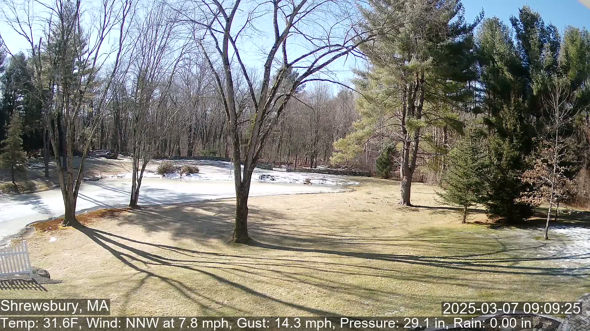 A sunny, partly-snowy yard with bare trees and evergreens, under a clear sky.