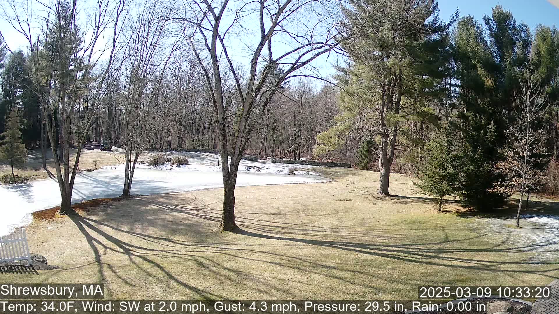 A sunny, partly snowy yard with leafless trees and evergreens under a clear sky.