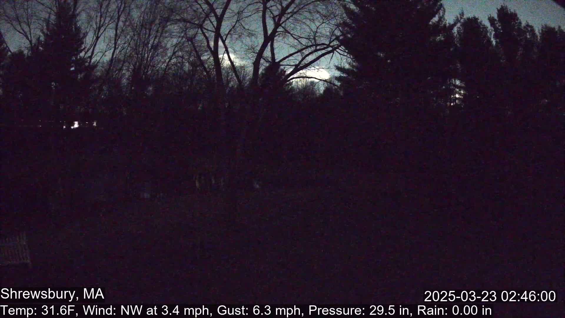 A nighttime view of dark trees under a slightly bright sky with a northwest wind.