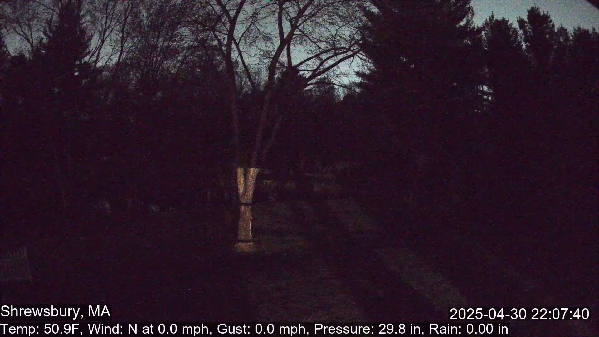 A dark, nighttime scene shows a tree trunk illuminated by a light source, surrounded by silhouetted trees under a mostly clear sky.