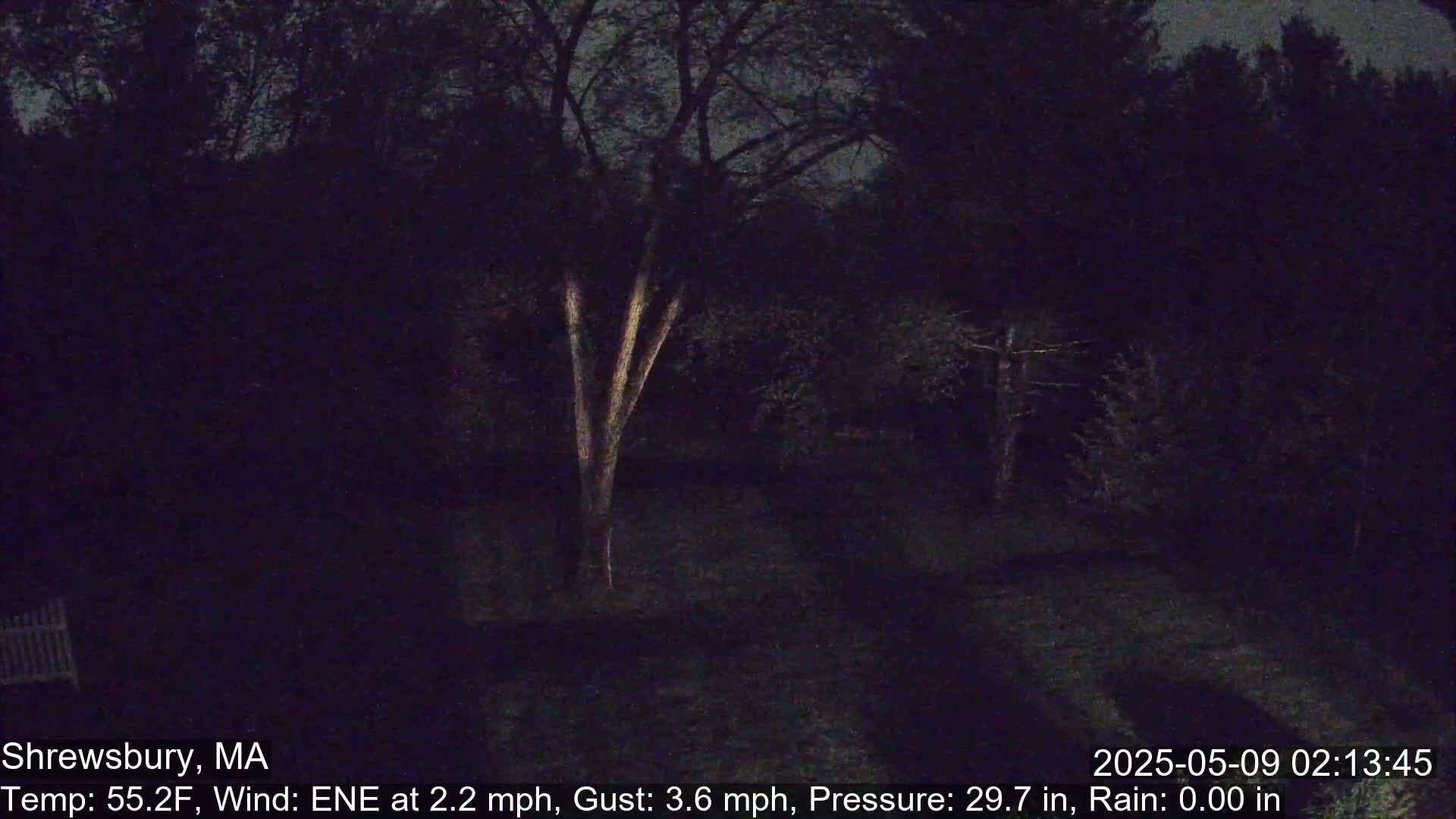 A nighttime view of a backyard with trees and a single illuminated tree trunk, under a dark, clear sky.