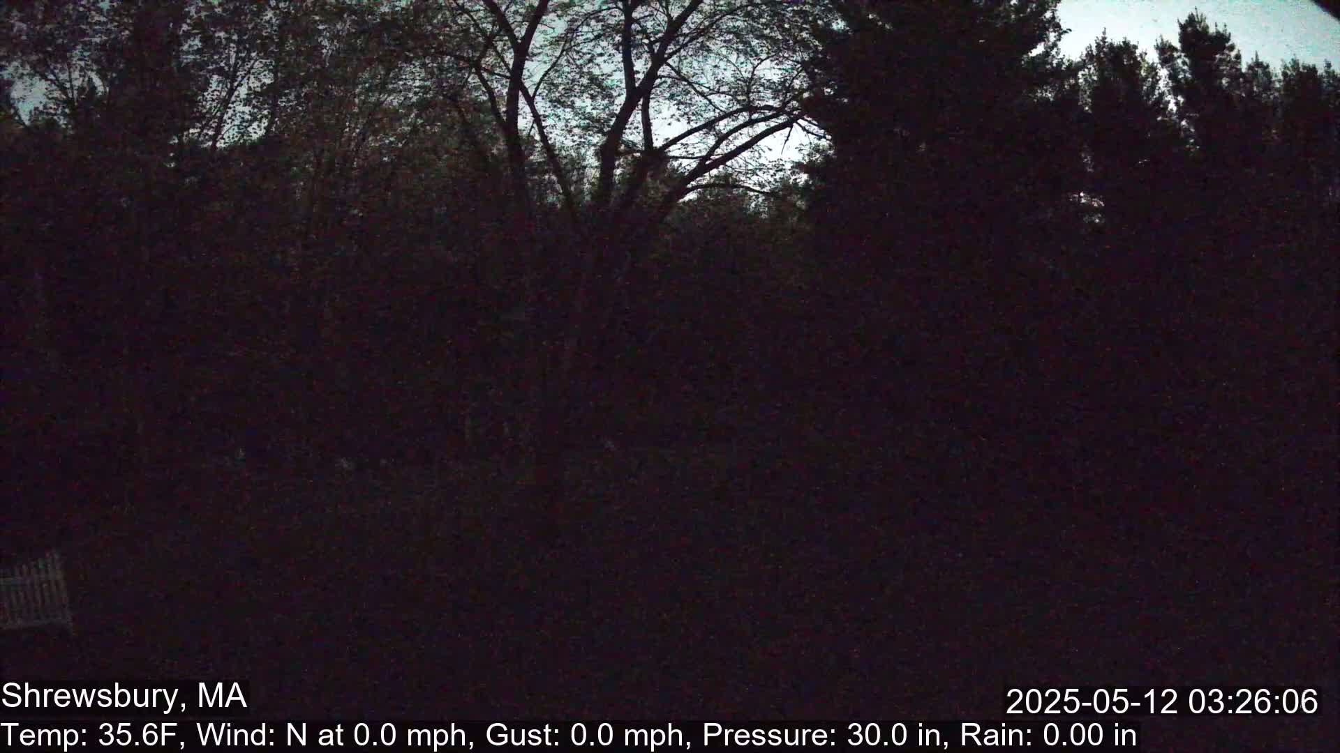 A nighttime view of dark trees under a mostly clear sky.