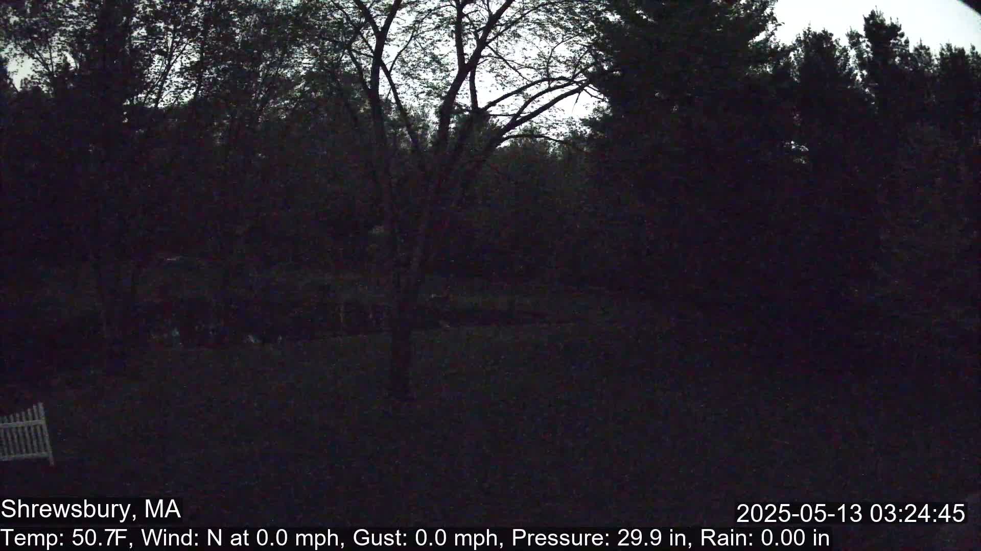 A dark, nighttime view of a wooded area with a single tree in the foreground, under a mostly clear sky.