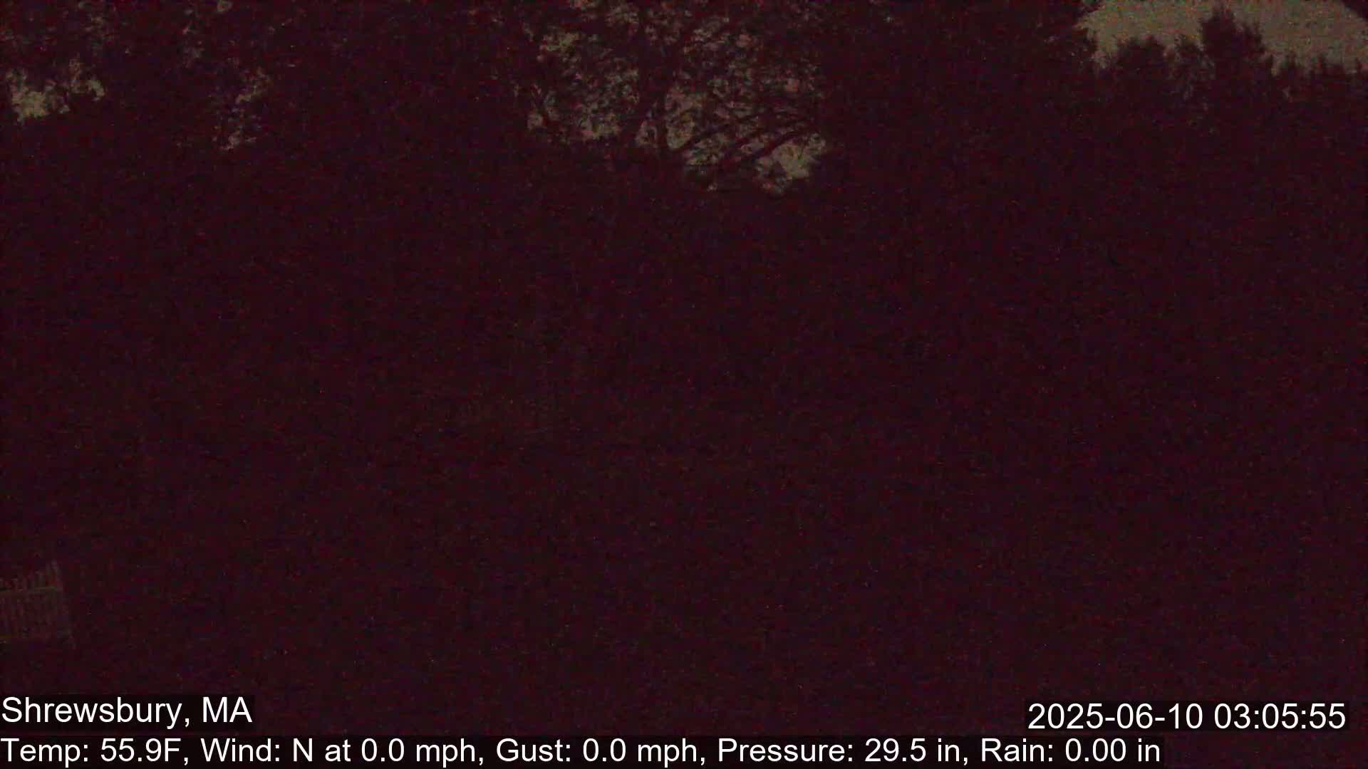 A dark, nighttime view of trees under a clear sky.
