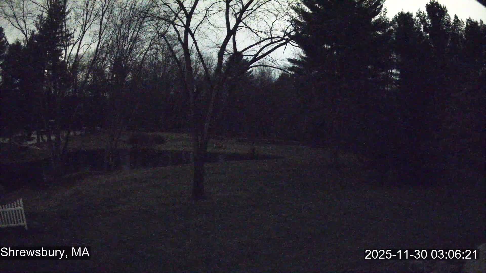 The image depicts a dim, overcast outdoor scene featuring a mixed forest of bare deciduous trees and dark evergreens, with a sparse grassy foreground and a small white picket fence visible in the bottom left.