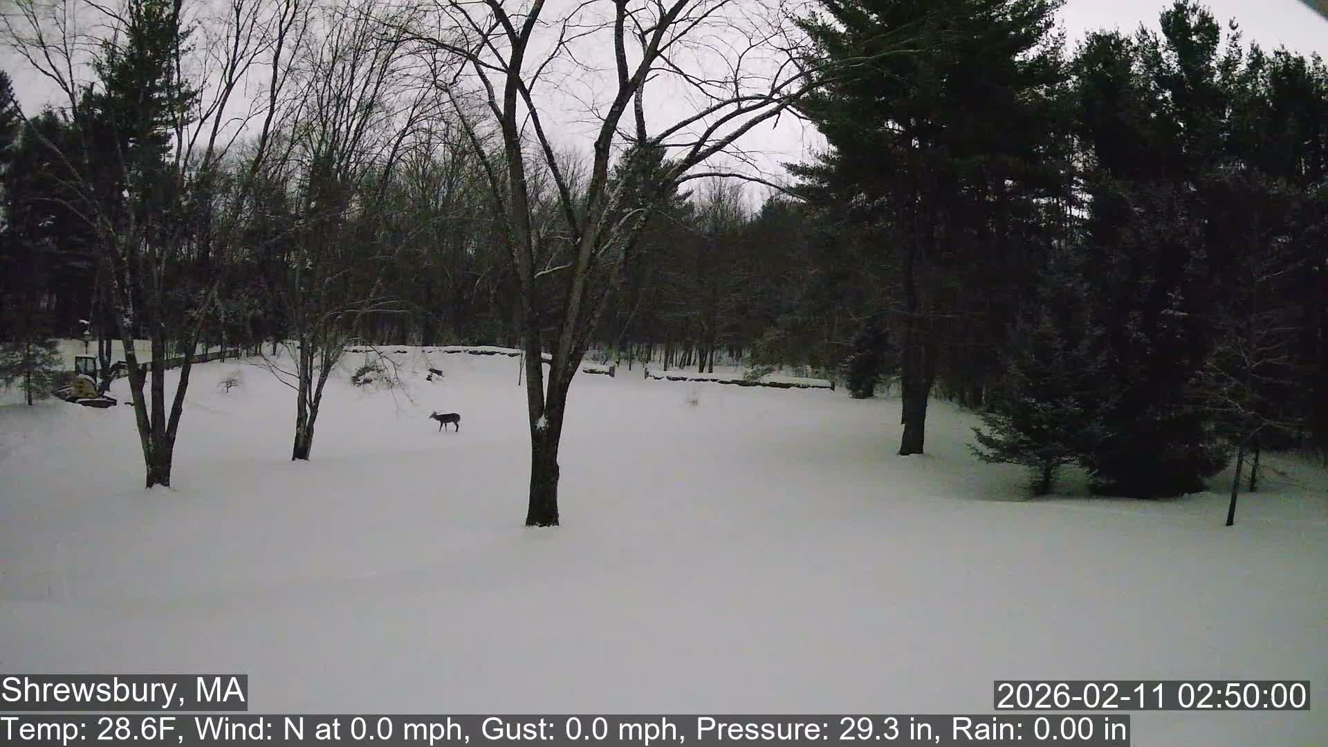 Scenic Pond and Trees Live Cam - Shrewsbury, Massachusetts , USA