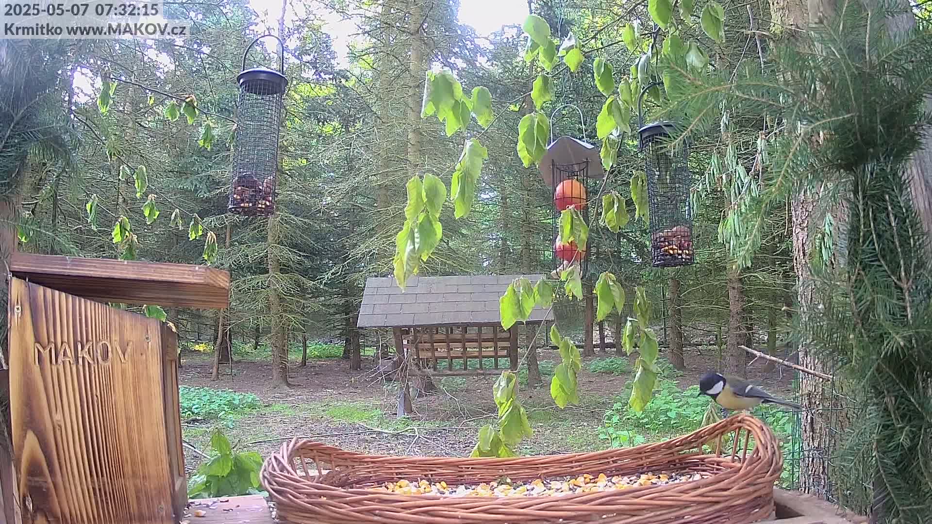 A small bird perches on the edge of a wicker bird feeder filled with seeds in a wooded area on a partly sunny day.