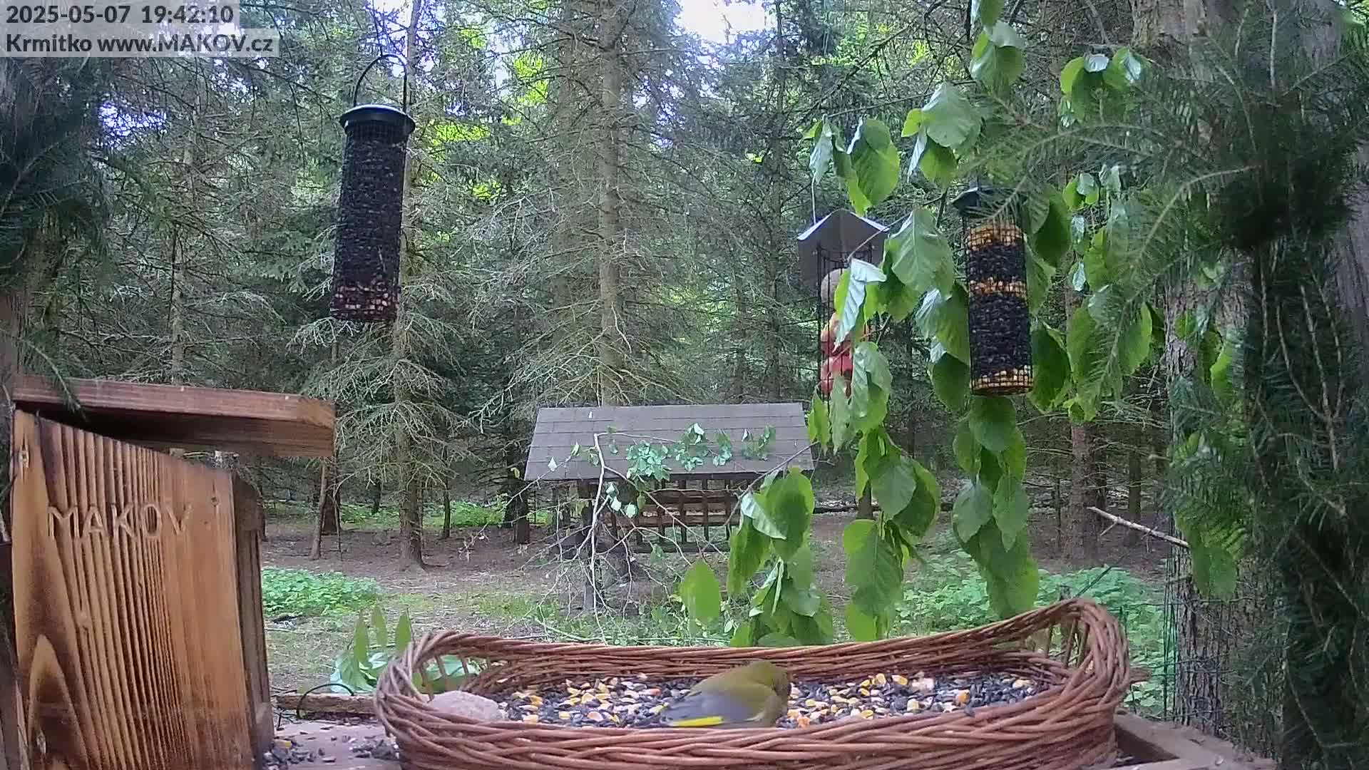 A greenfinch eats seeds from a wicker bird feeder in a wooded area on an overcast day.