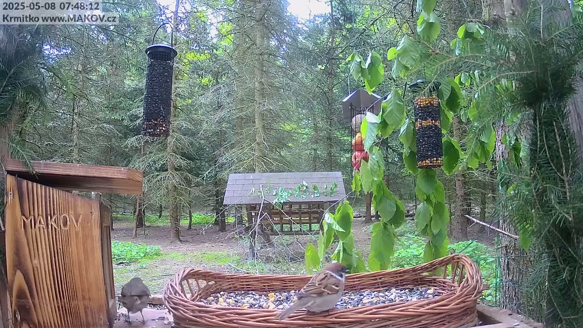 Two birds are perched near a wicker bird feeder filled with seeds in a wooded area on an overcast day.