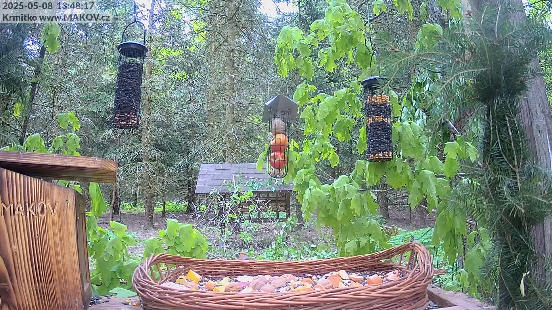 A bird feeder filled with seeds and nuts sits in a wooded area with several hanging feeders containing seeds and apples, on a mostly sunny day.