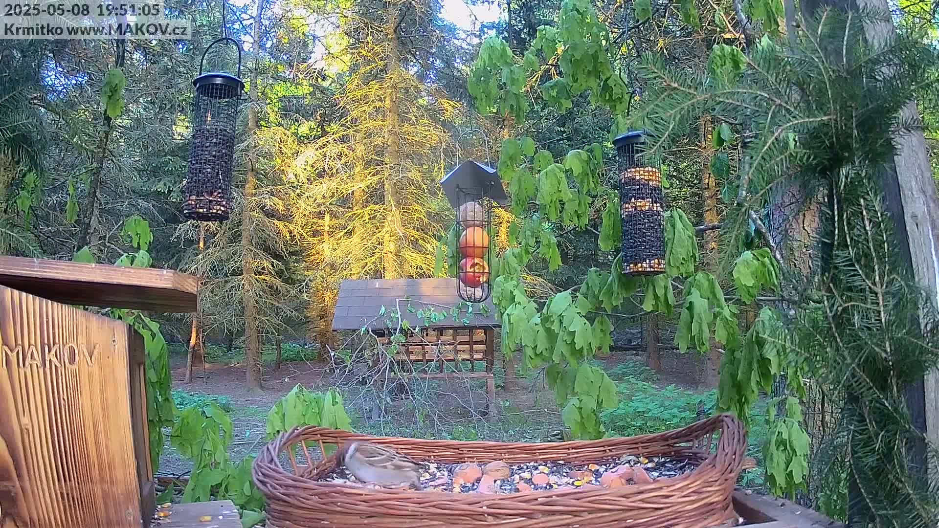 A small brown bird feeds from a wicker bird feeder in a wooded area at sunset, with several other bird feeders hanging nearby.