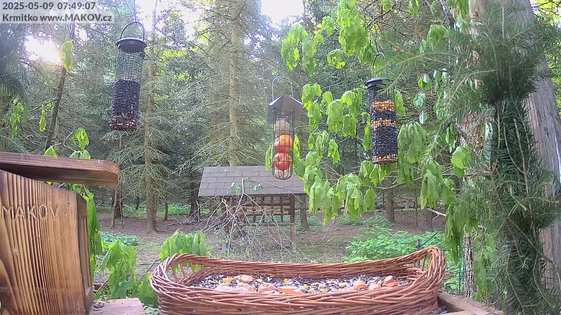 A wicker bird feeder filled with seeds sits in a woodland setting under a partly sunny sky, with several hanging feeders containing various birdseed and apples nearby.