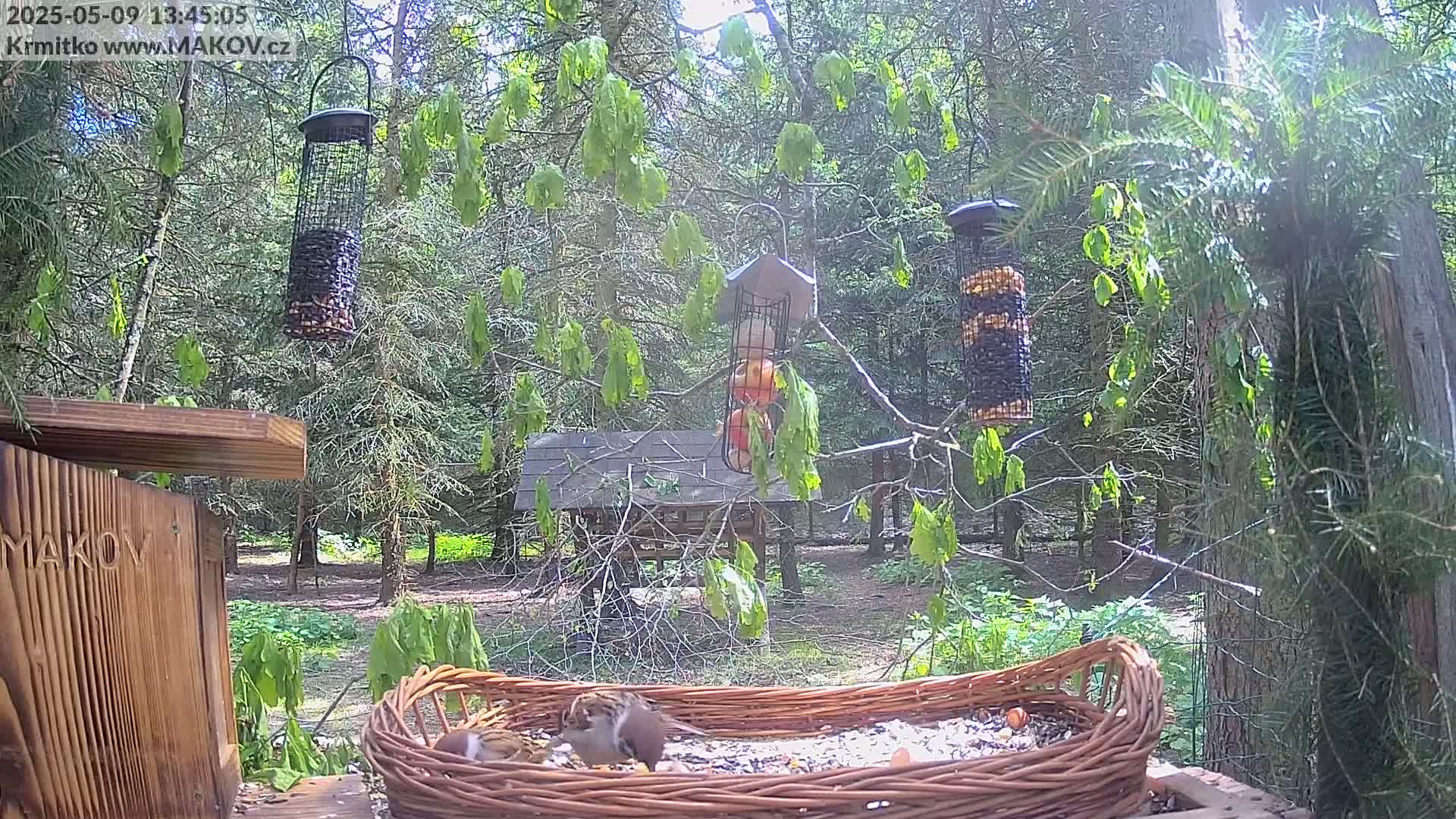 Several birds feed from a wicker bird feeder in a sunny woodland setting with multiple hanging bird feeders nearby.