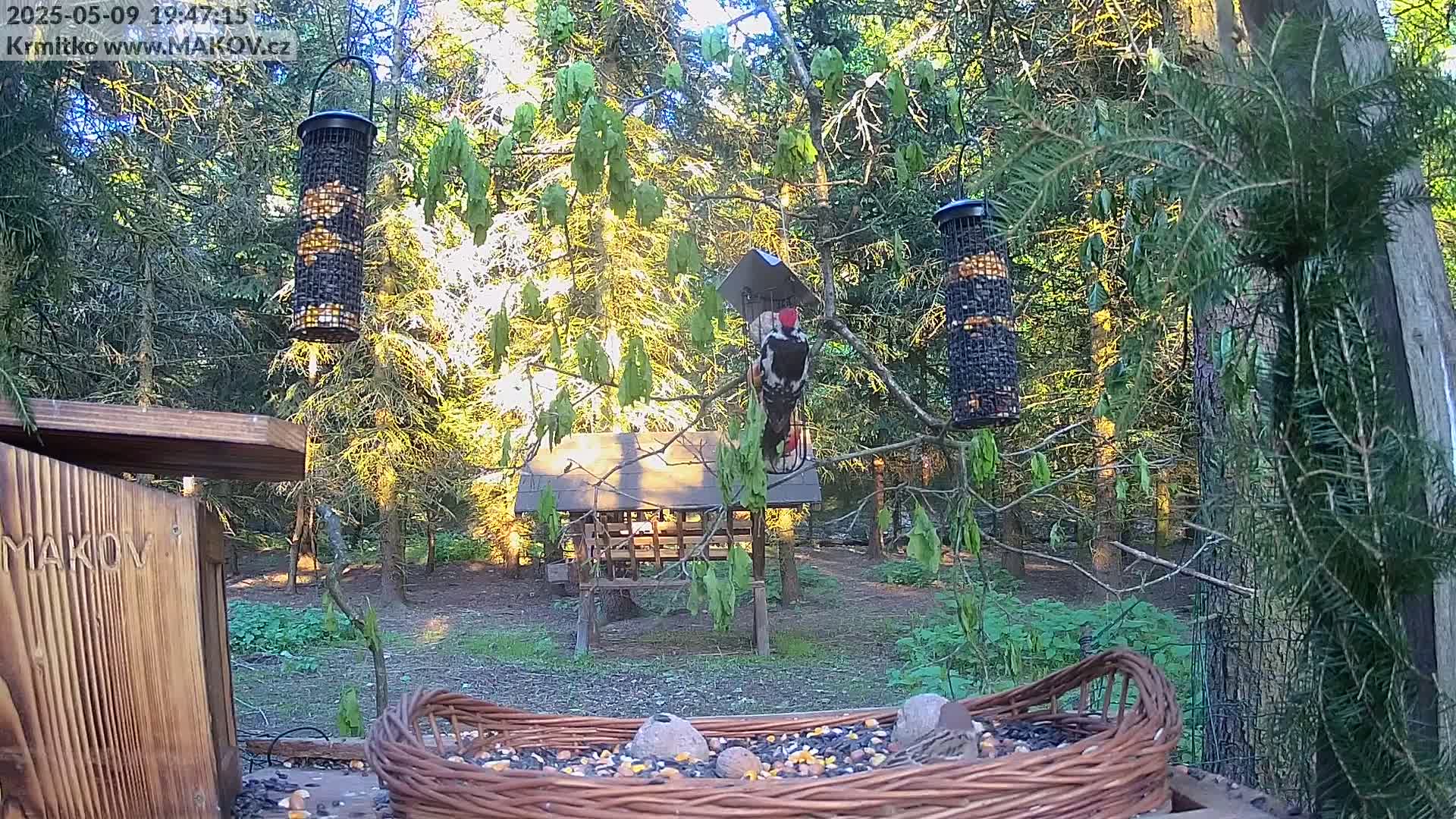 A woodpecker perches on a bird feeder in a wooded area, with other feeders and a bird bath visible, in the evening sunlight.