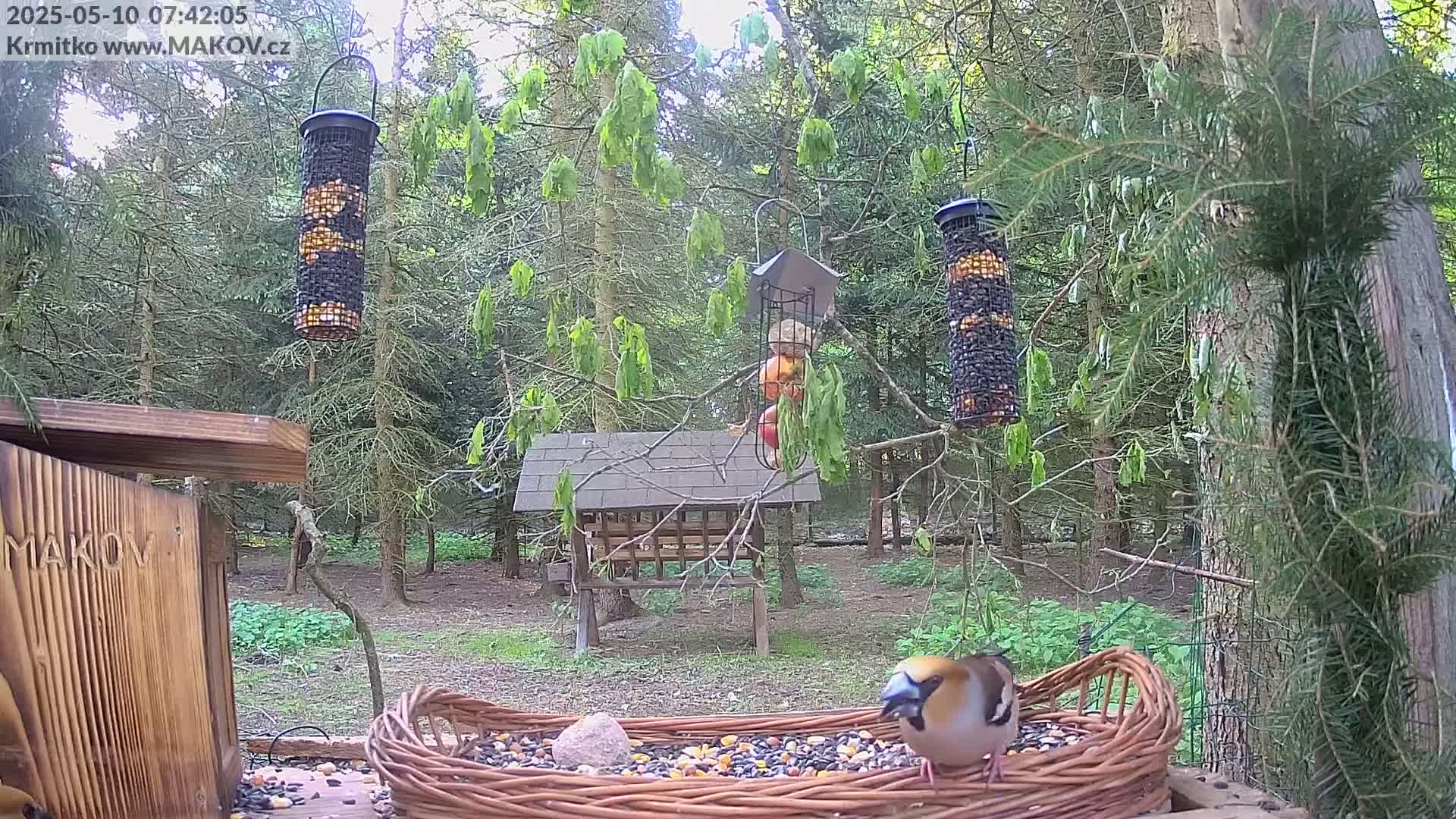 A hawfinch eats seeds from a wicker bird feeder in a wooded area on a partly sunny day.