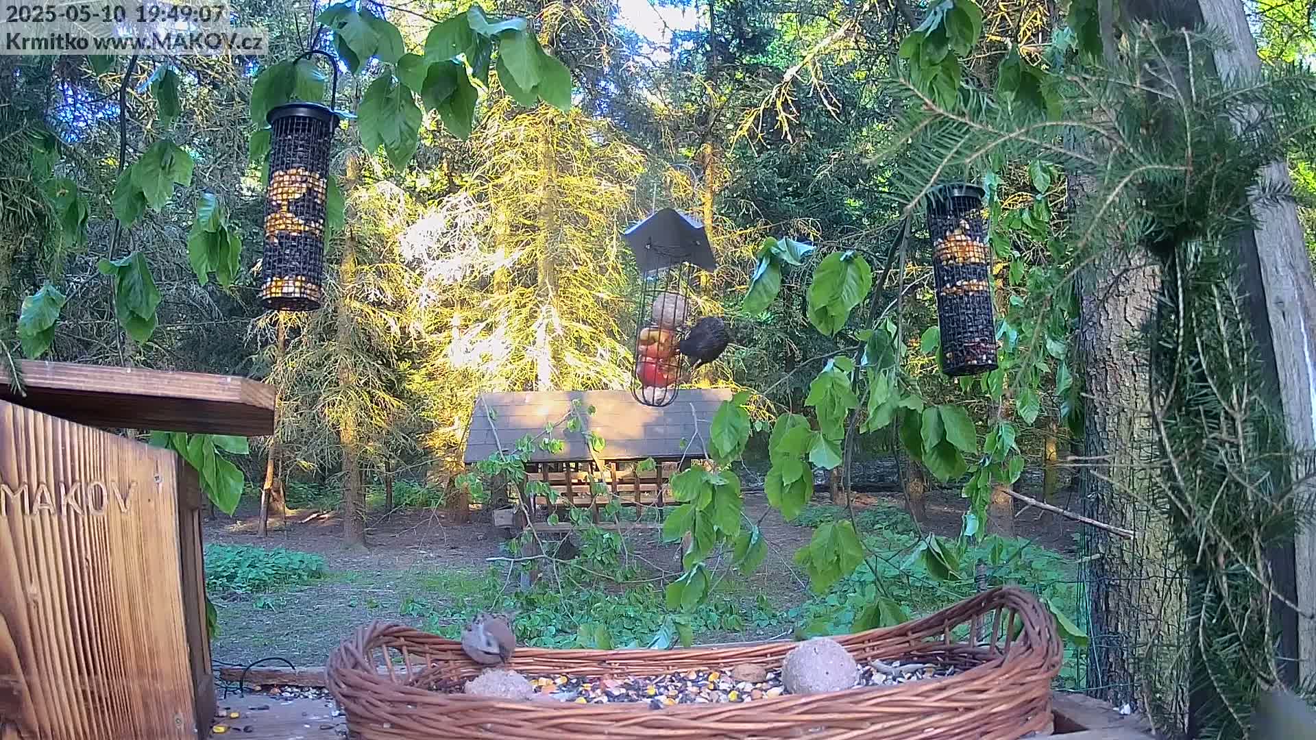 A bird feeder with various birds feeding, situated in a wooded area on a sunny day.