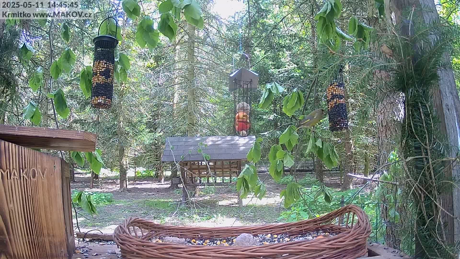 A wicker bird feeder filled with seeds sits in a wooded area on a sunny day, with several other bird feeders hanging from trees nearby, and birds are visible near the feeders.
