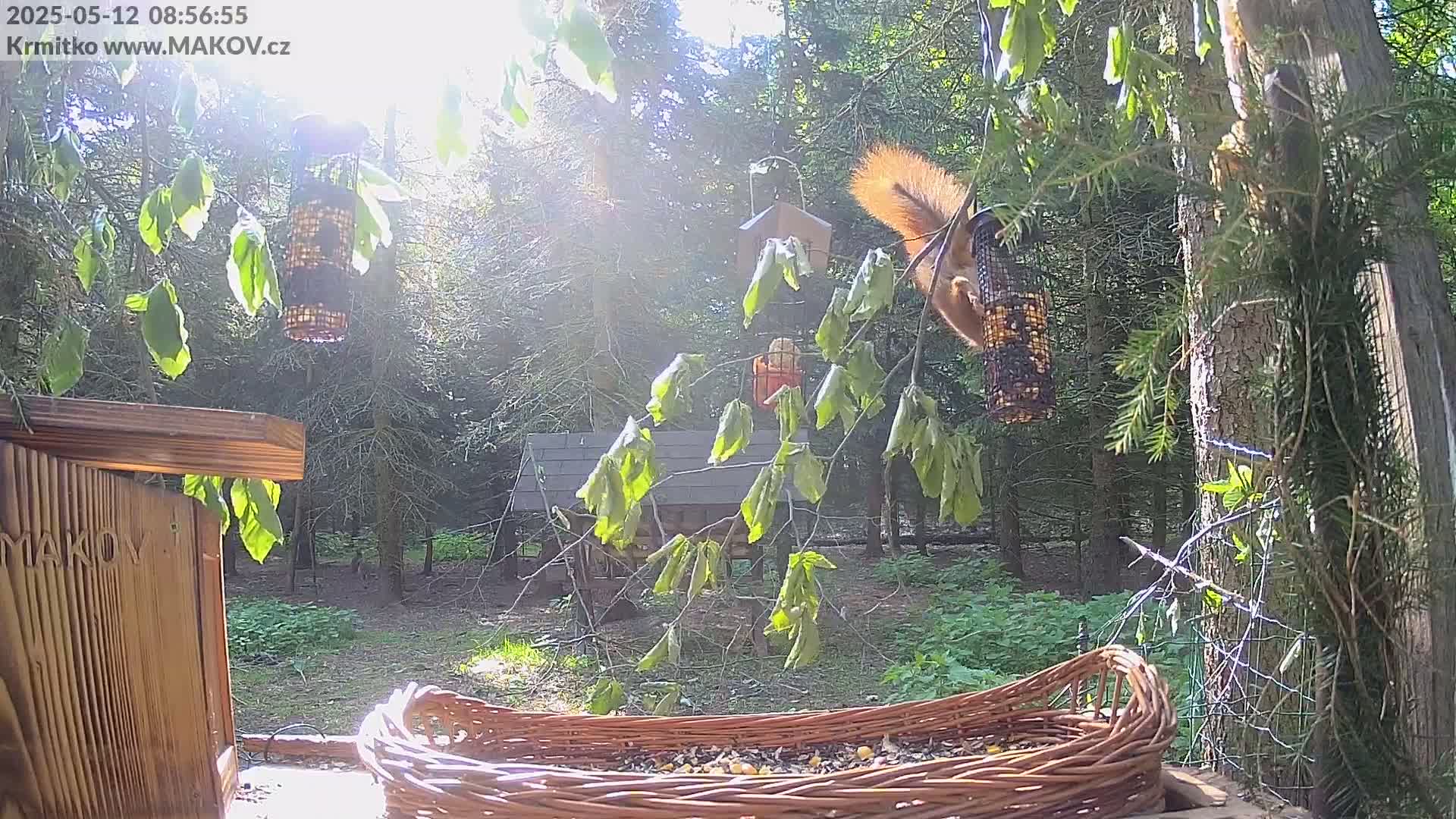 A red squirrel feeds from a hanging feeder in a sun-dappled wooded area.