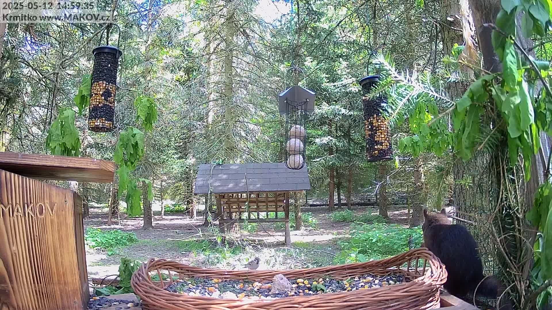 A dark-colored squirrel sits near a wicker bird feeder filled with seeds in a sunny wooded area with several other bird feeders hanging from trees.