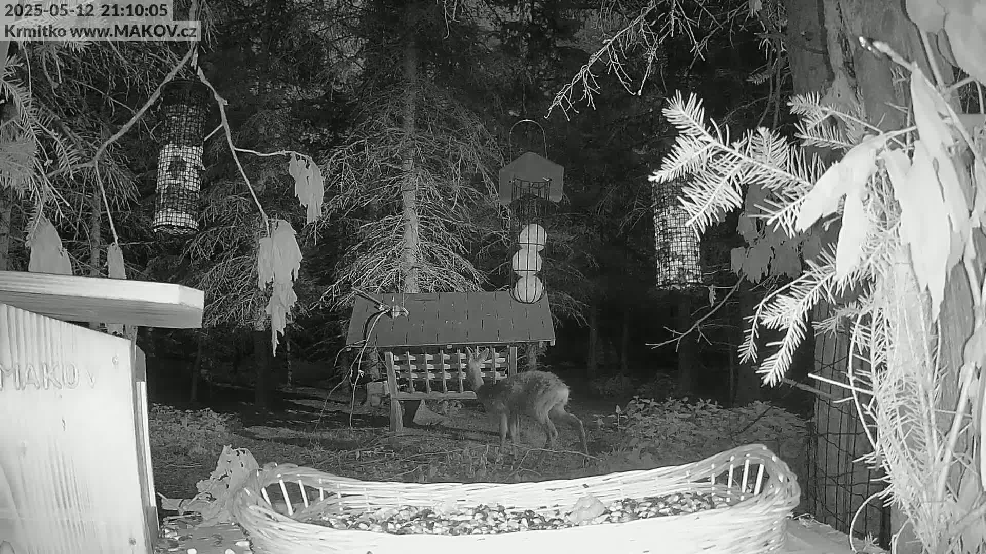 A deer feeds at a bird feeder in a wooded area at night.